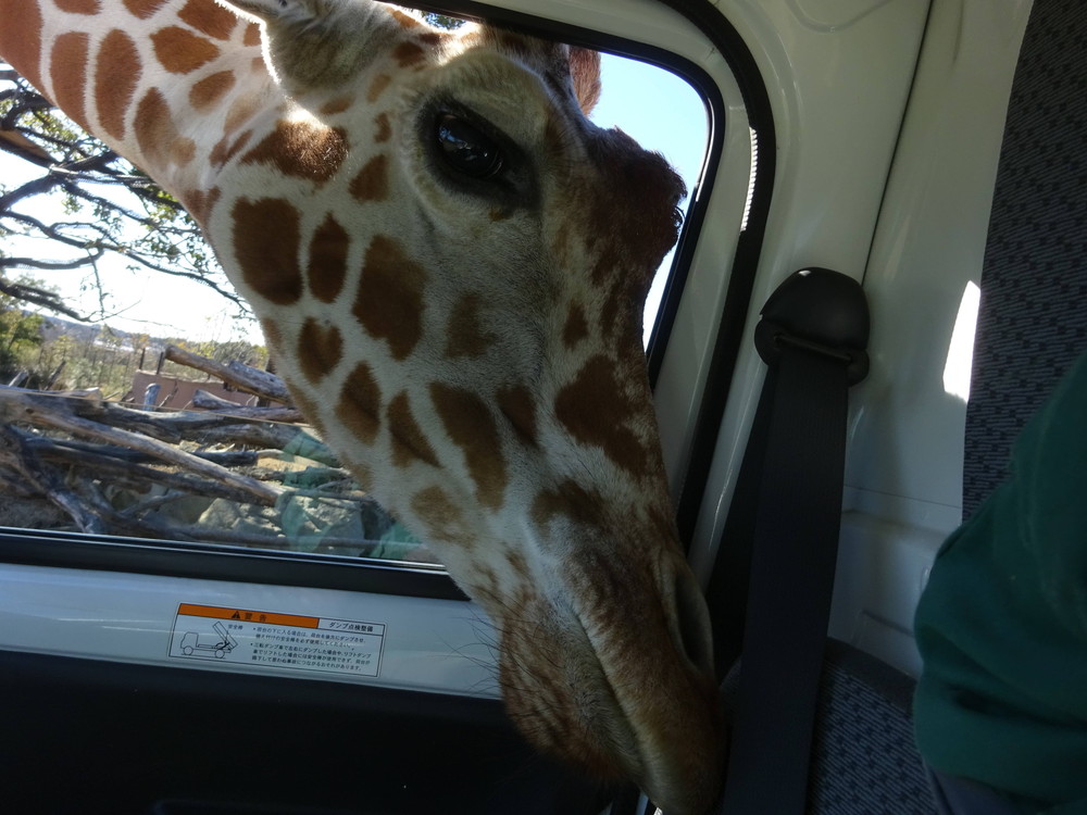 【サバンナブログ】20170404-02.jpg