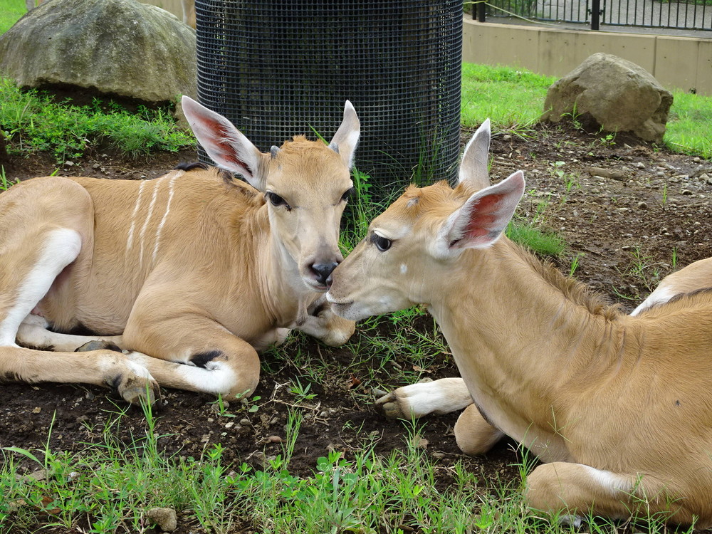 エランドの赤ちゃん すくすく にょきにょき アフリカのサバンナ ズーラシア よこはま動物園ズーラシア公式サイト 公益財団法人 横浜市緑の協会