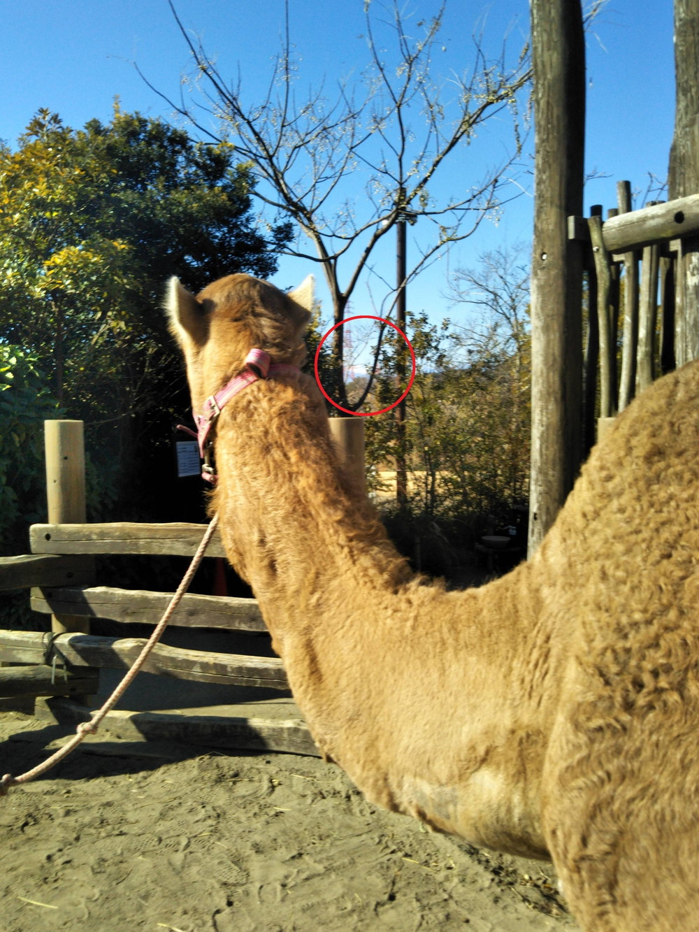 ラクダと富士山 アフリカのサバンナ ズーラシア よこはま動物園ズーラシア公式サイト 公益財団法人 横浜市緑の協会