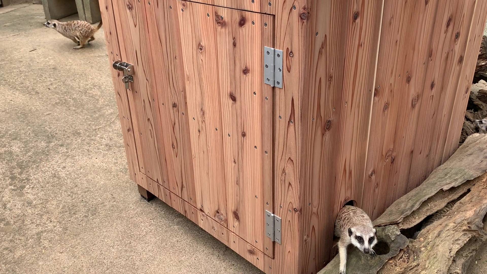 ミーアキャットの小屋の出入り.jpg