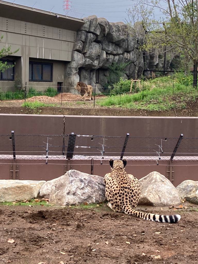 ライオンのフク(オス)を見つめるチーターのサハラ(メス).jpg