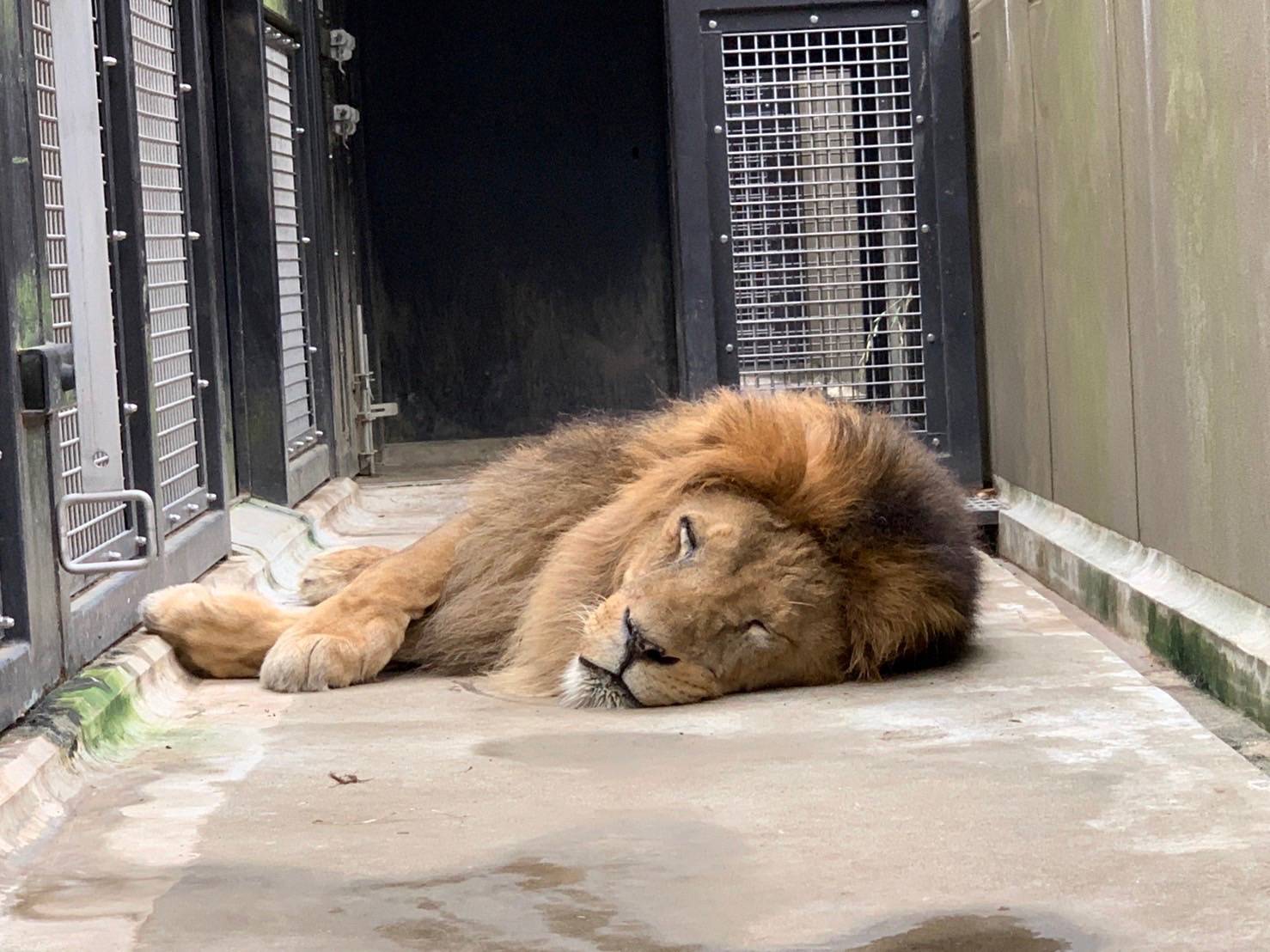 ライオンのフク（オス）がスヤーzzz.jpg