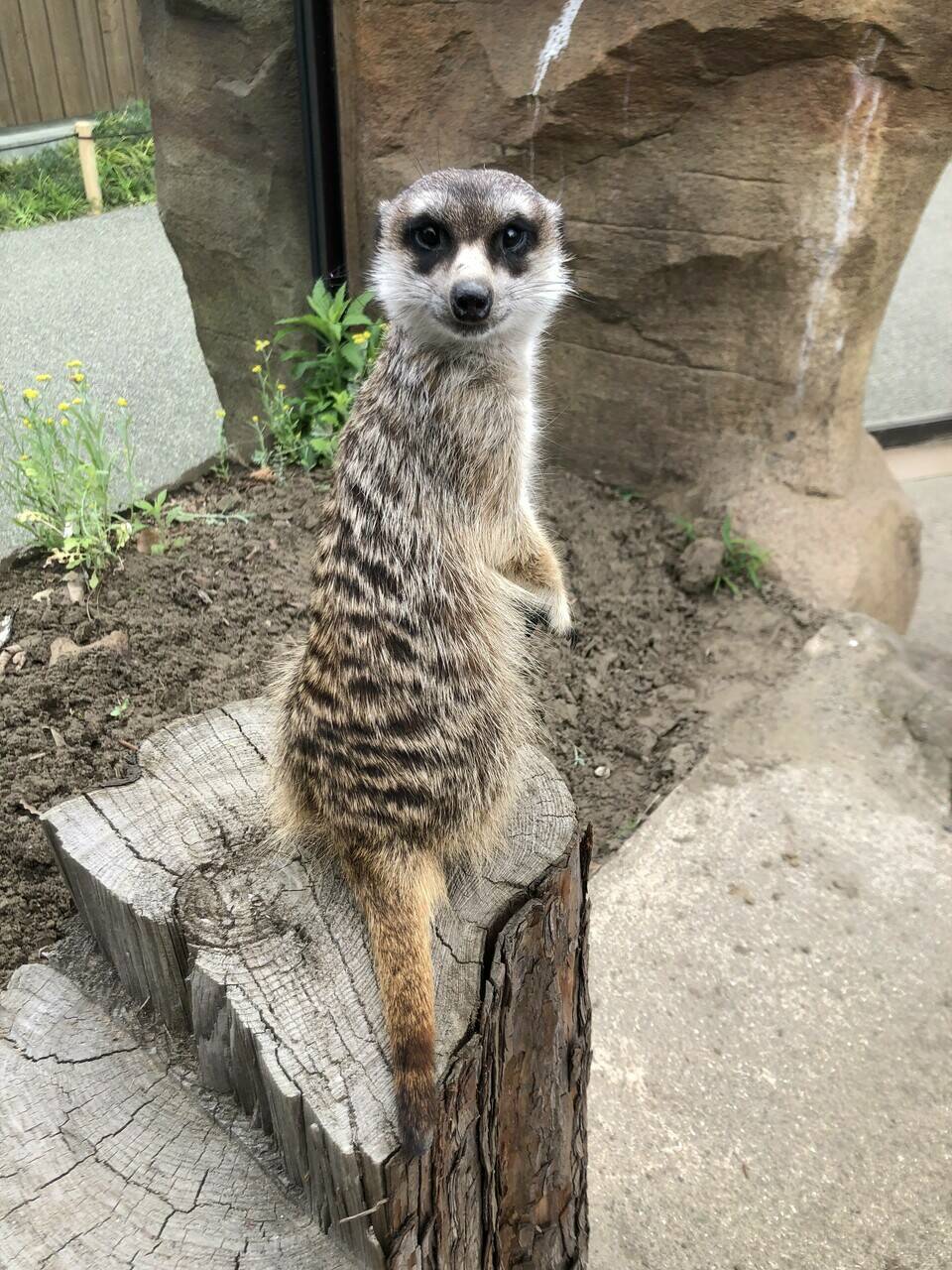 おとななんです アフリカのサバンナ ズーラシア よこはま動物園ズーラシア公式サイト 公益財団法人 横浜市緑の協会
