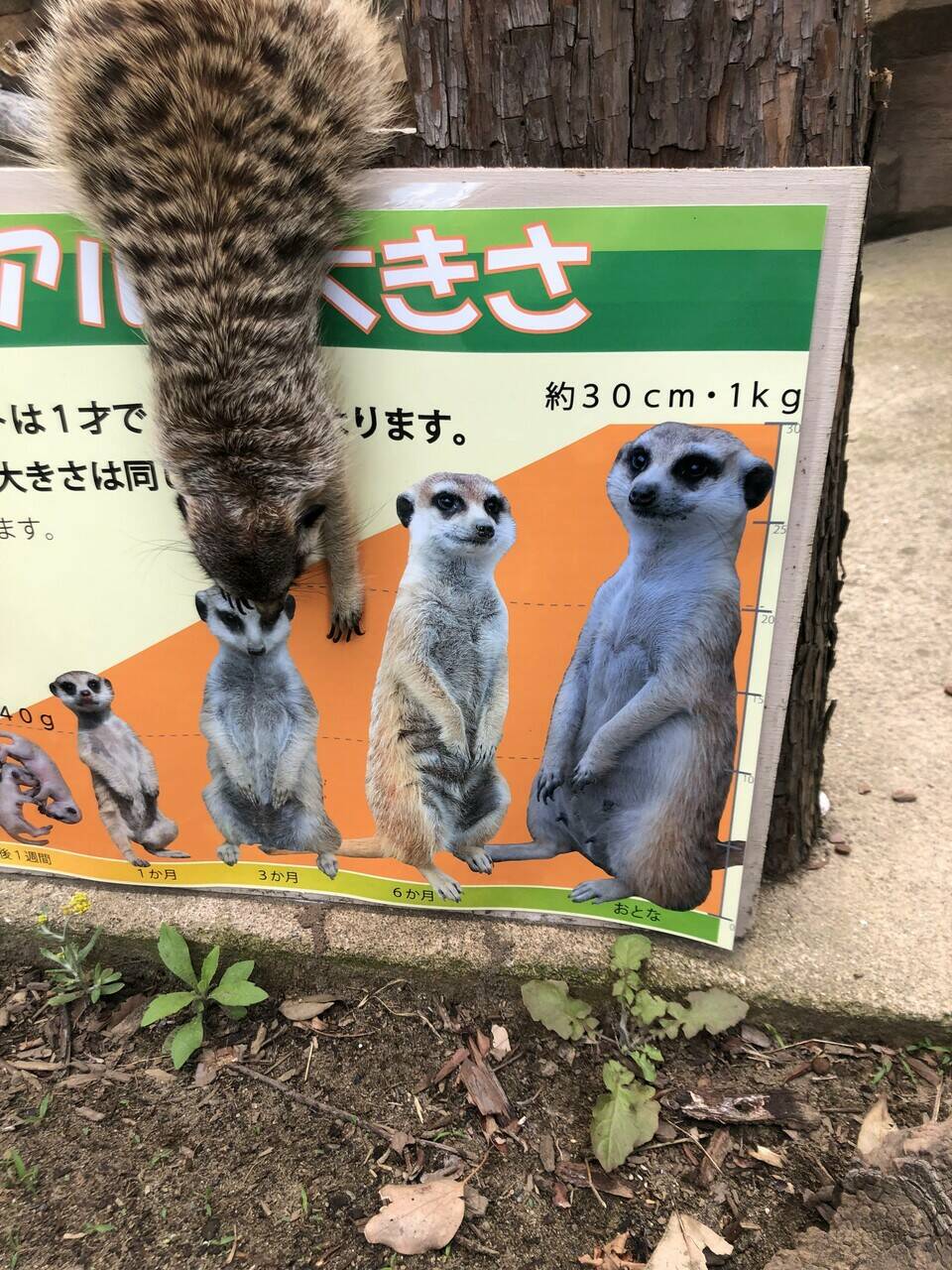 おとななんです アフリカのサバンナ ズーラシア よこはま動物園ズーラシア公式サイト 公益財団法人 横浜市緑の協会 おとななんです アフリカのサバンナ ズーラシア よこはま動物園ズーラシア公式サイト 公益財団法人 横浜市緑の協会