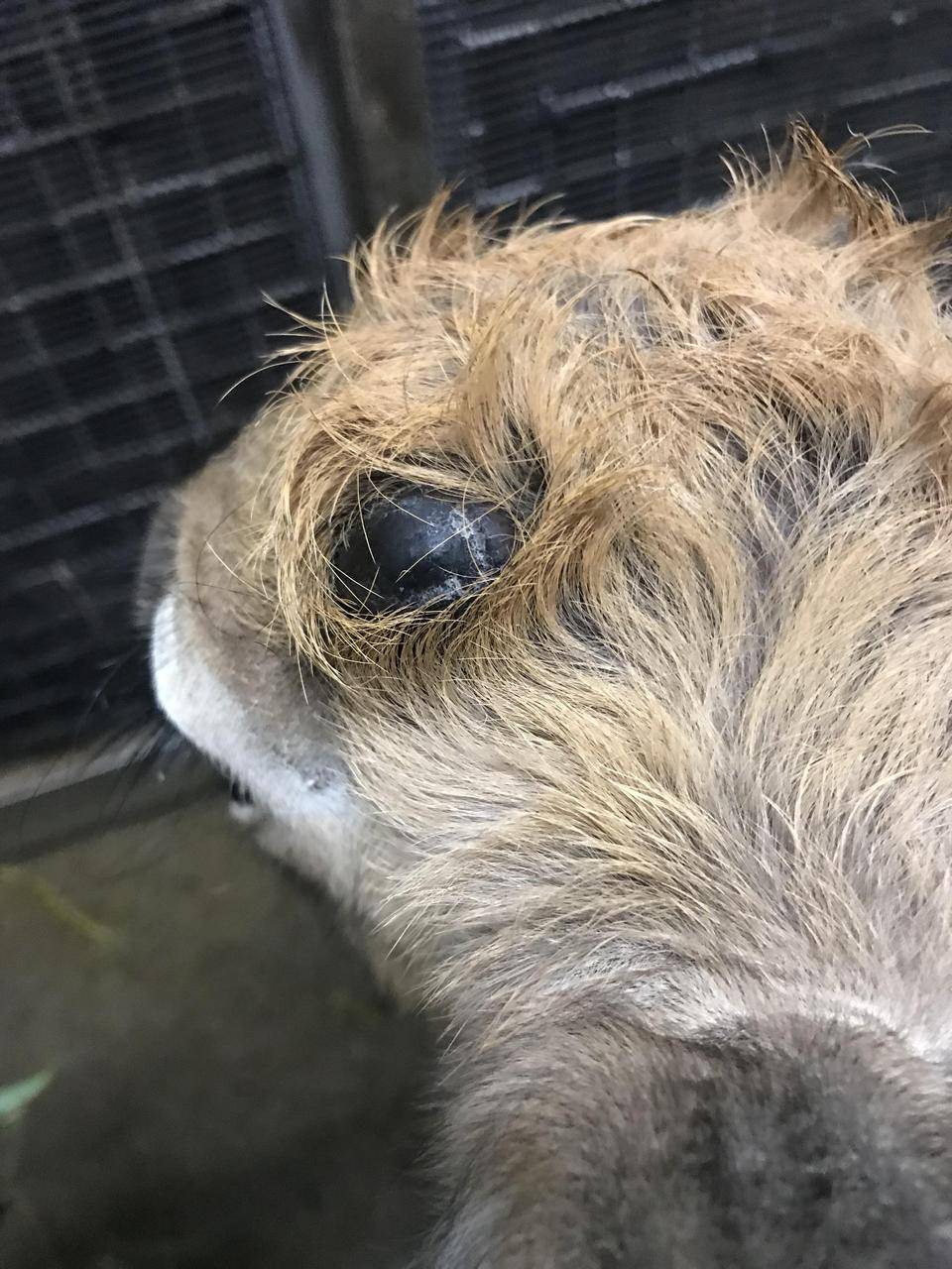 カルモ 14日目.jpg