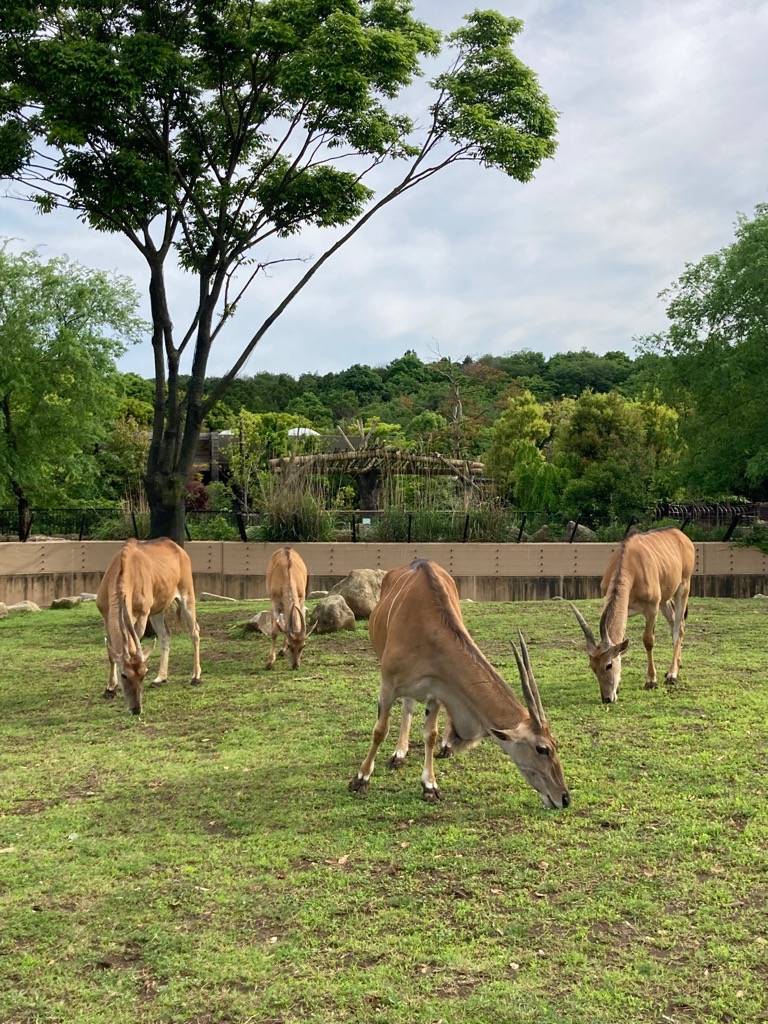 エランド4頭ずっと草をむしゃむしゃ食べてる.jpg