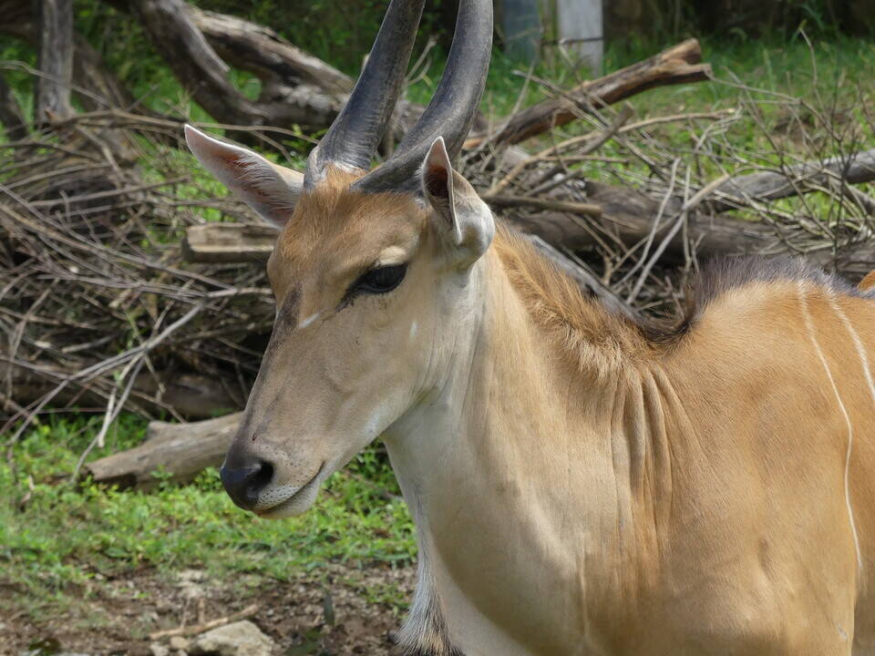 オスとメスの違い エランド編 アフリカのサバンナ ズーラシア よこはま動物園ズーラシア公式サイト 公益財団法人 横浜市緑の協会