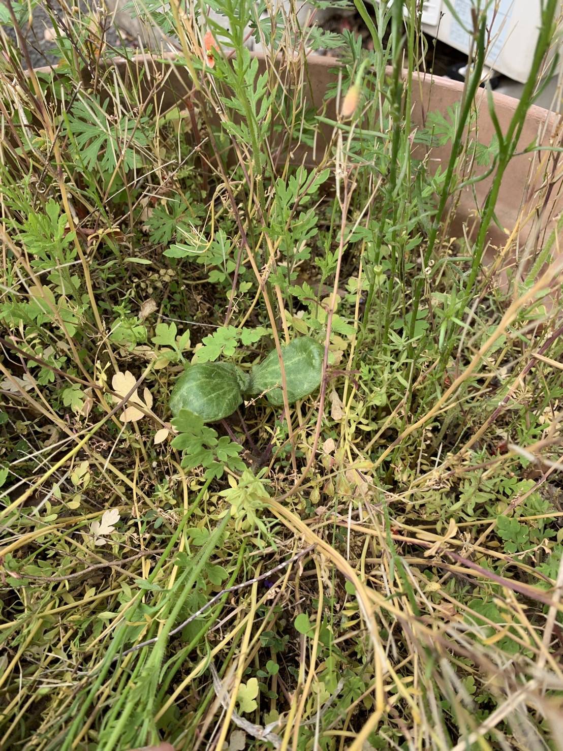 植木鉢から生えてきた.jpg