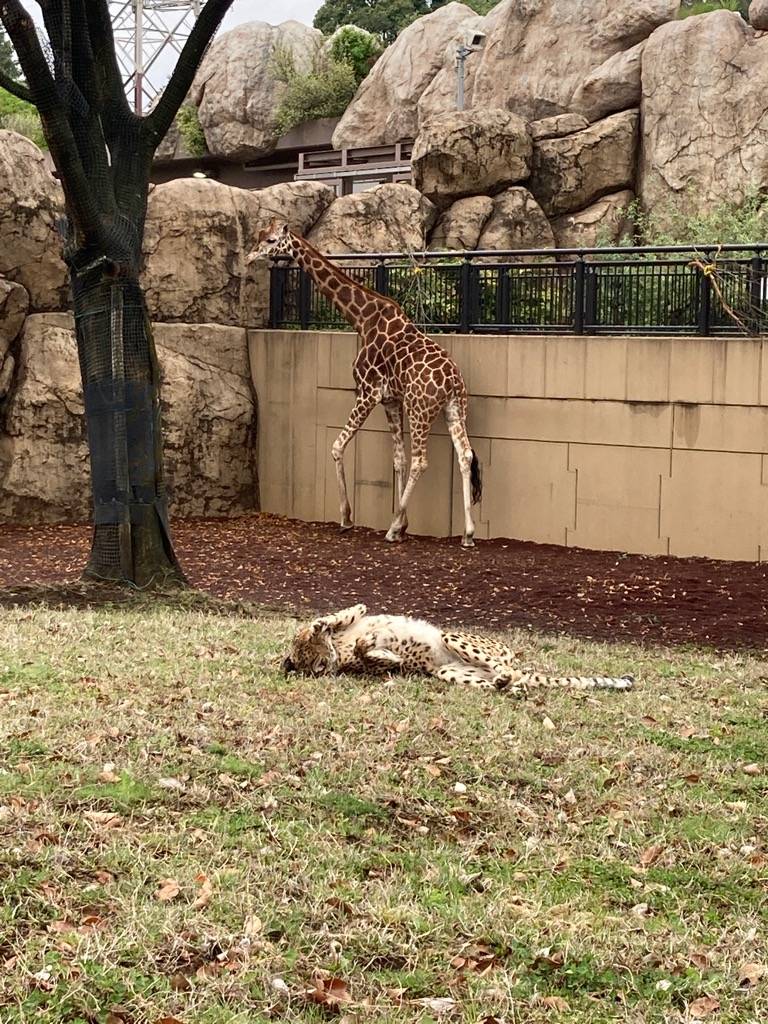 キリンのハクナ(オス)とチーターのサハラ(メス).jpg