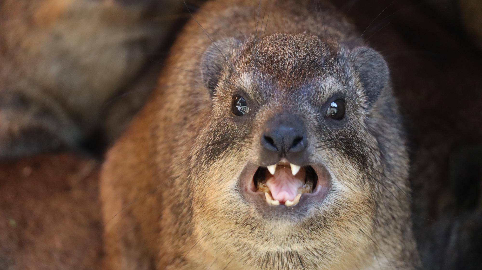 ケープハイラックスの展示が再開しました アフリカのサバンナ ズーラシア よこはま動物園ズーラシア公式サイト 公益財団法人 横浜市緑の協会