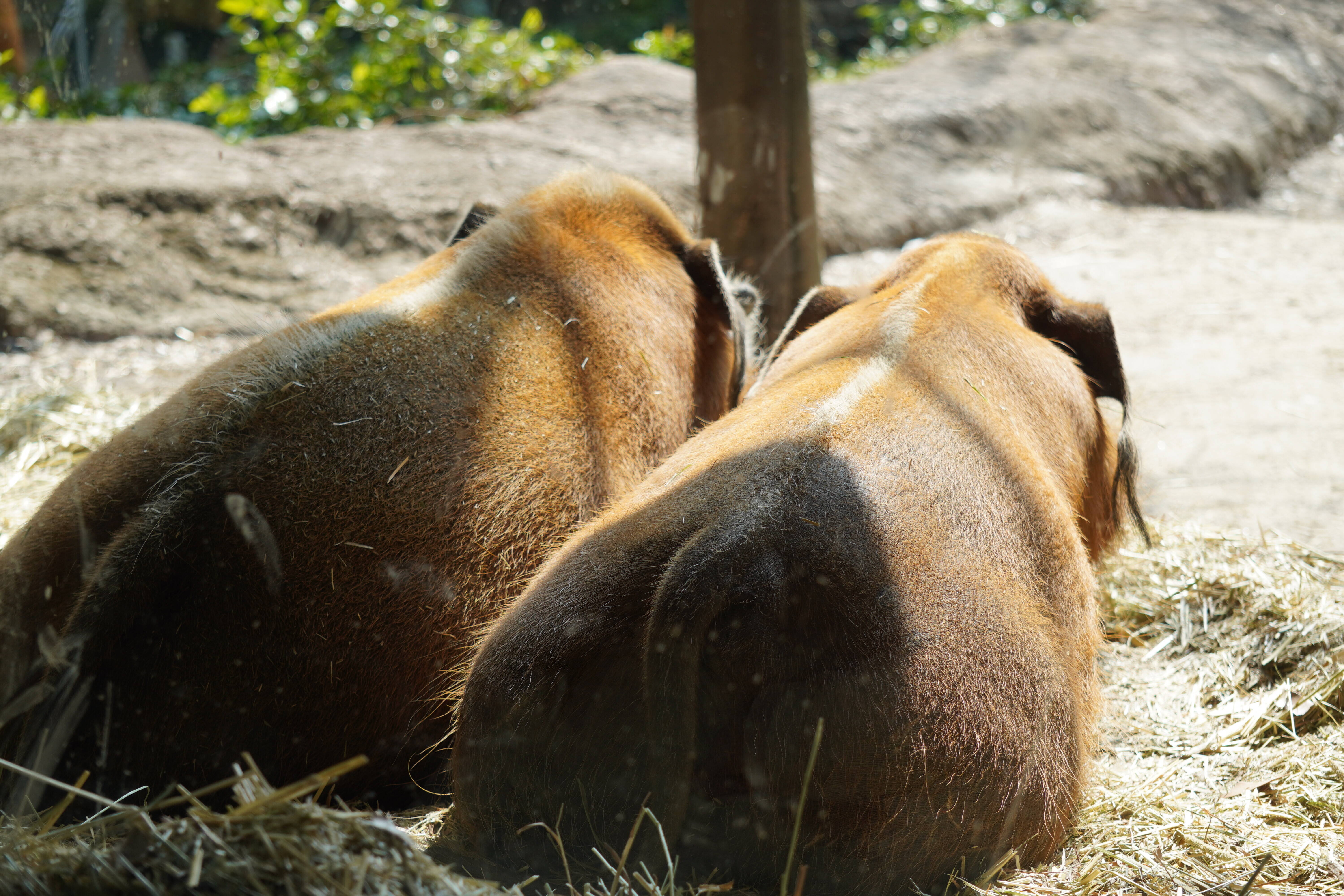 アカカワイノシシを推したい 飼育日誌 よこはま動物園ズーラシア公式サイト 公益財団法人 横浜市緑の協会