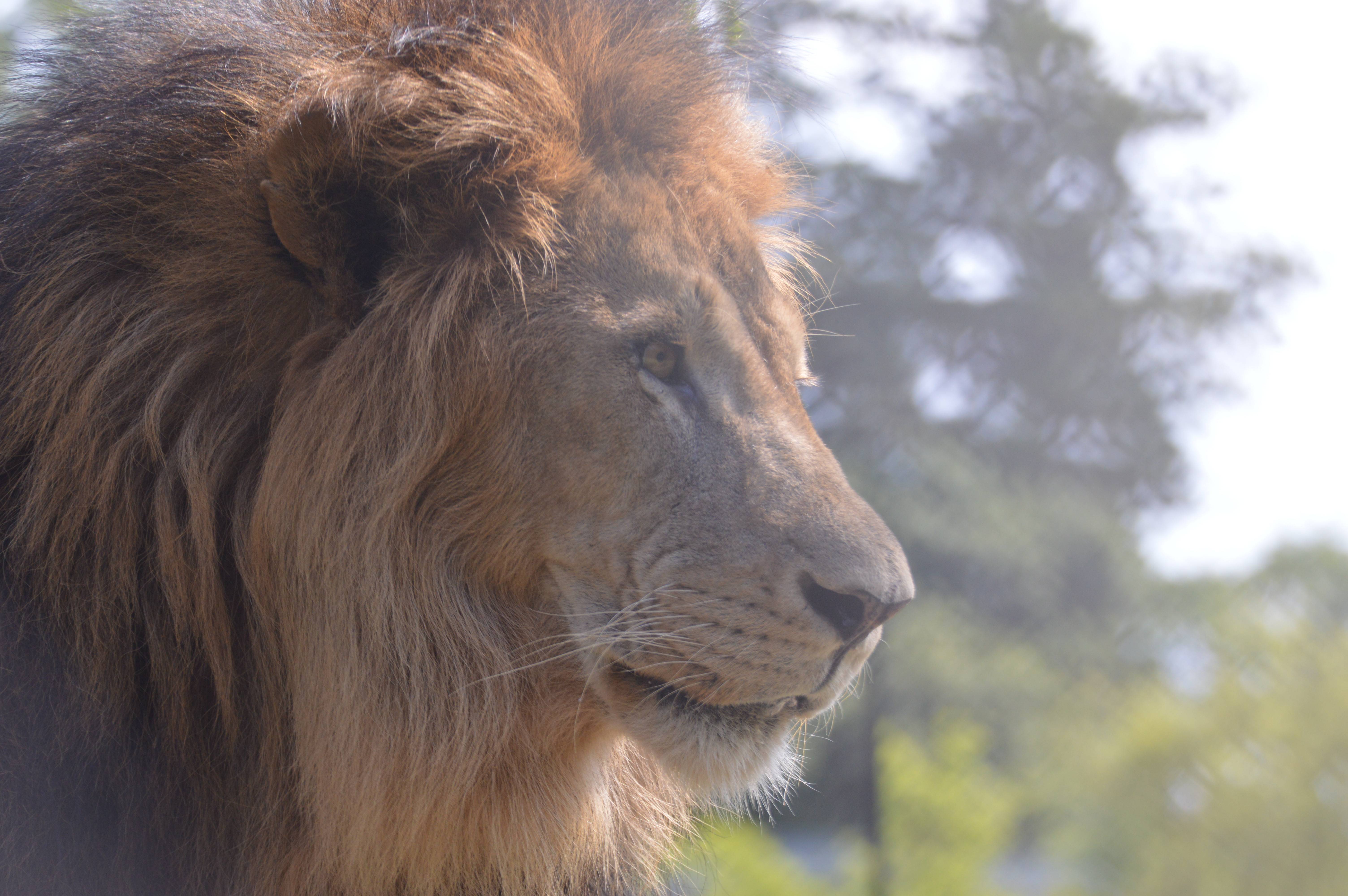 World Lion Day (｢｀・д・)｢|アフリカのサバンナ＠ズーラシア
