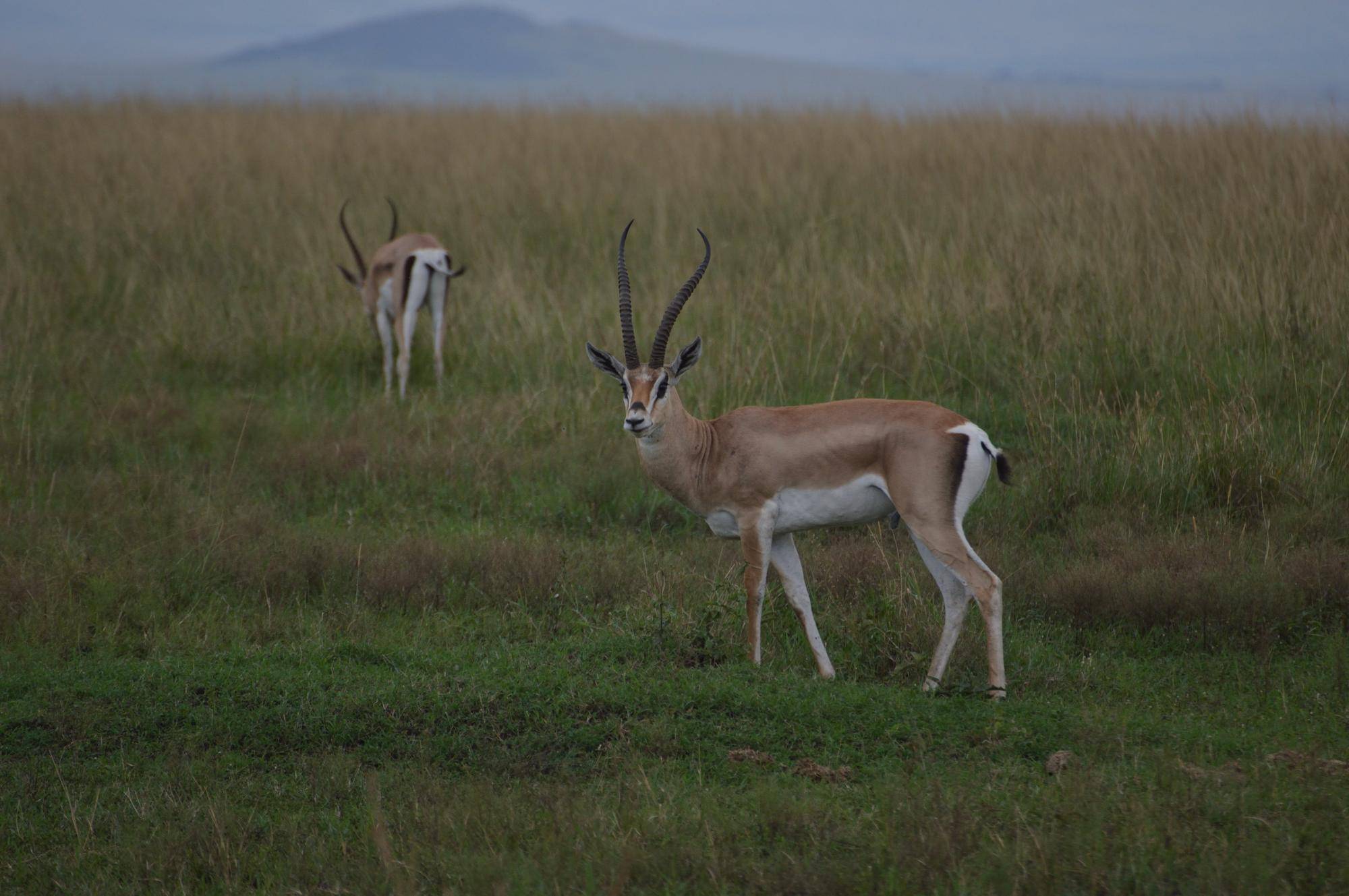 グラントガゼル.jpg