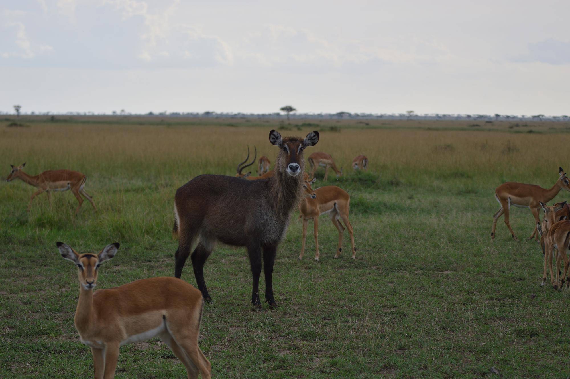 ウォーターバックメスとインパラの群れ.jpg
