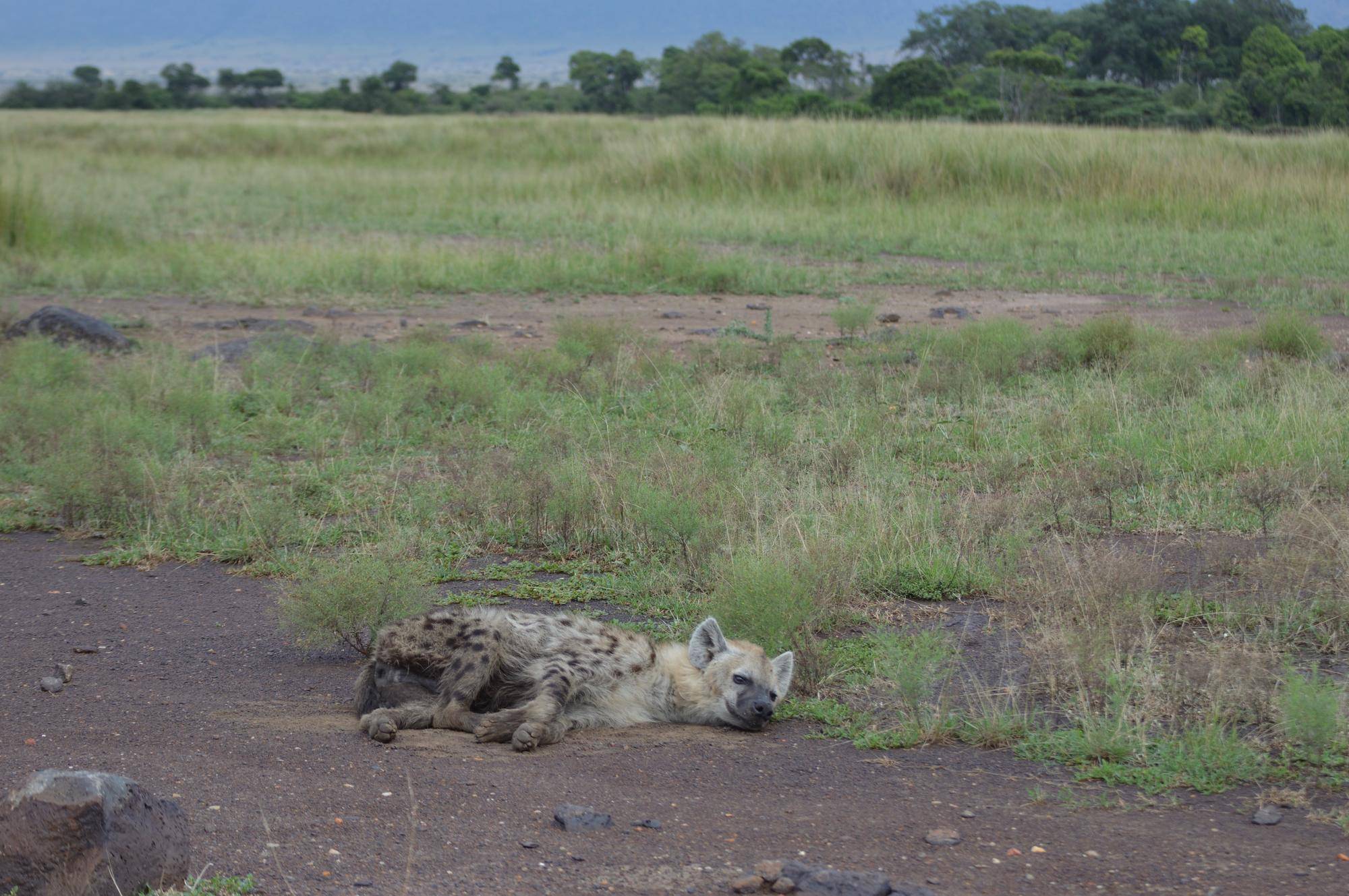 ハイエナ②.jpg