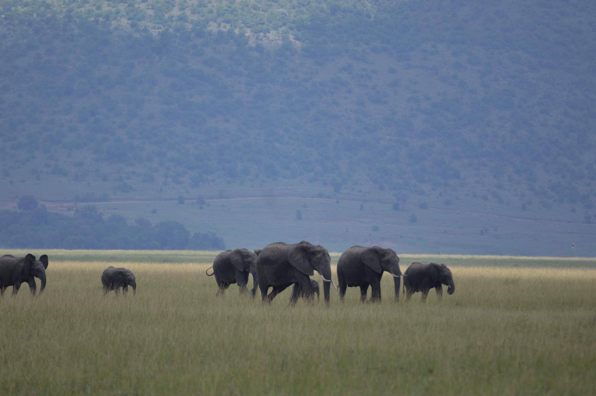 ゾウの群れ②.jpg