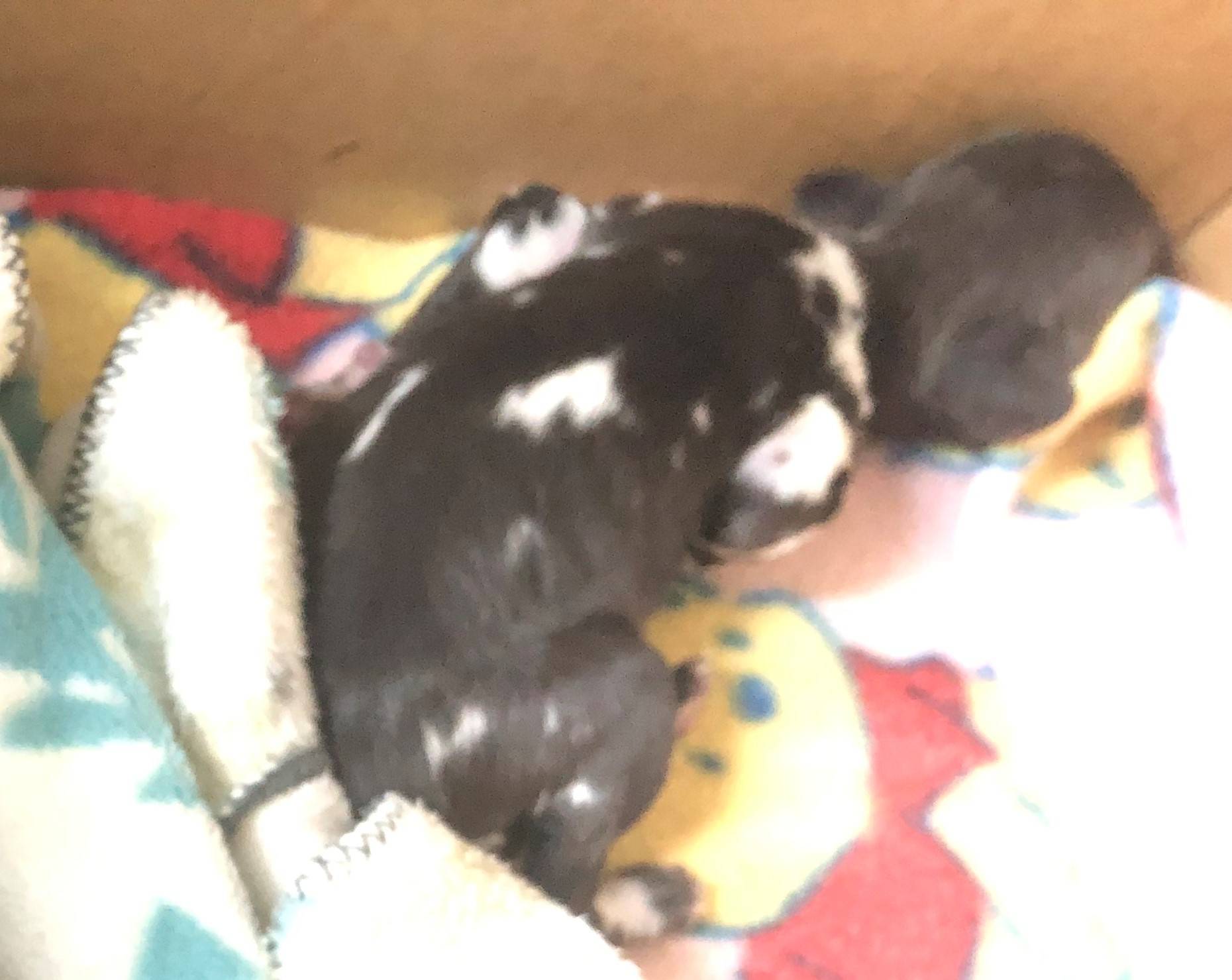 シロ18日 0日齢.jpg