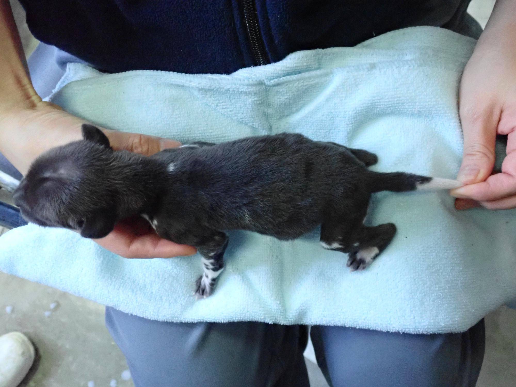 黒♂ (1) 2日齢.jpg