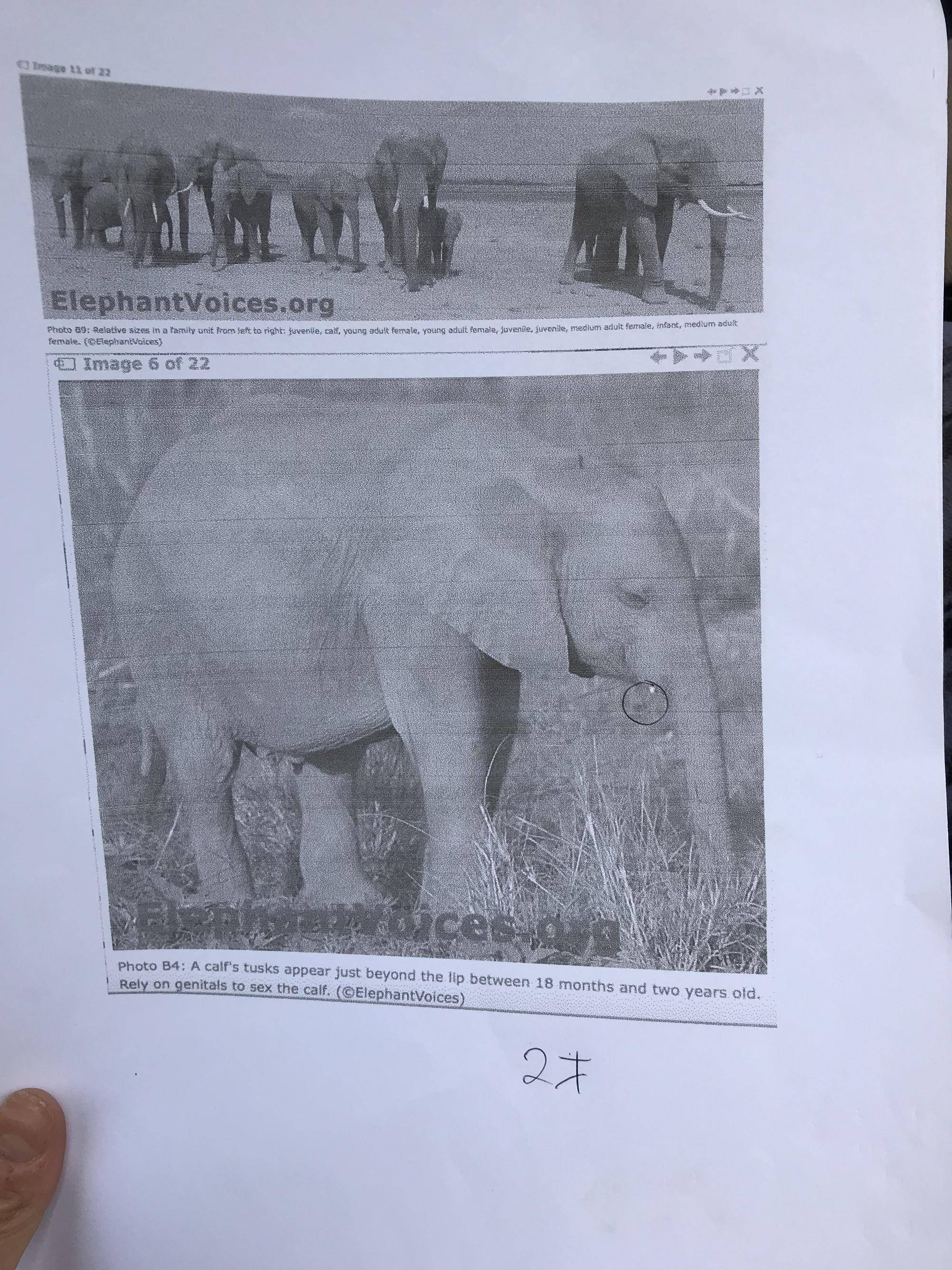 ゾウの個体識別メモ①.jpg