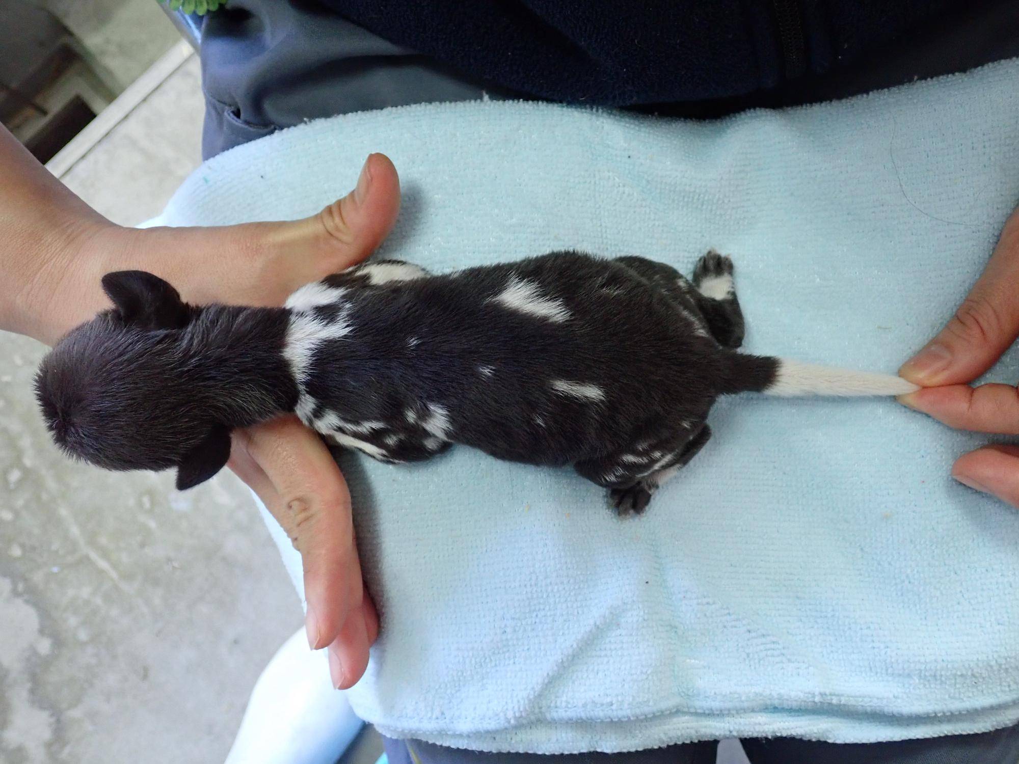 白♀ (2) 1日齢.jpg