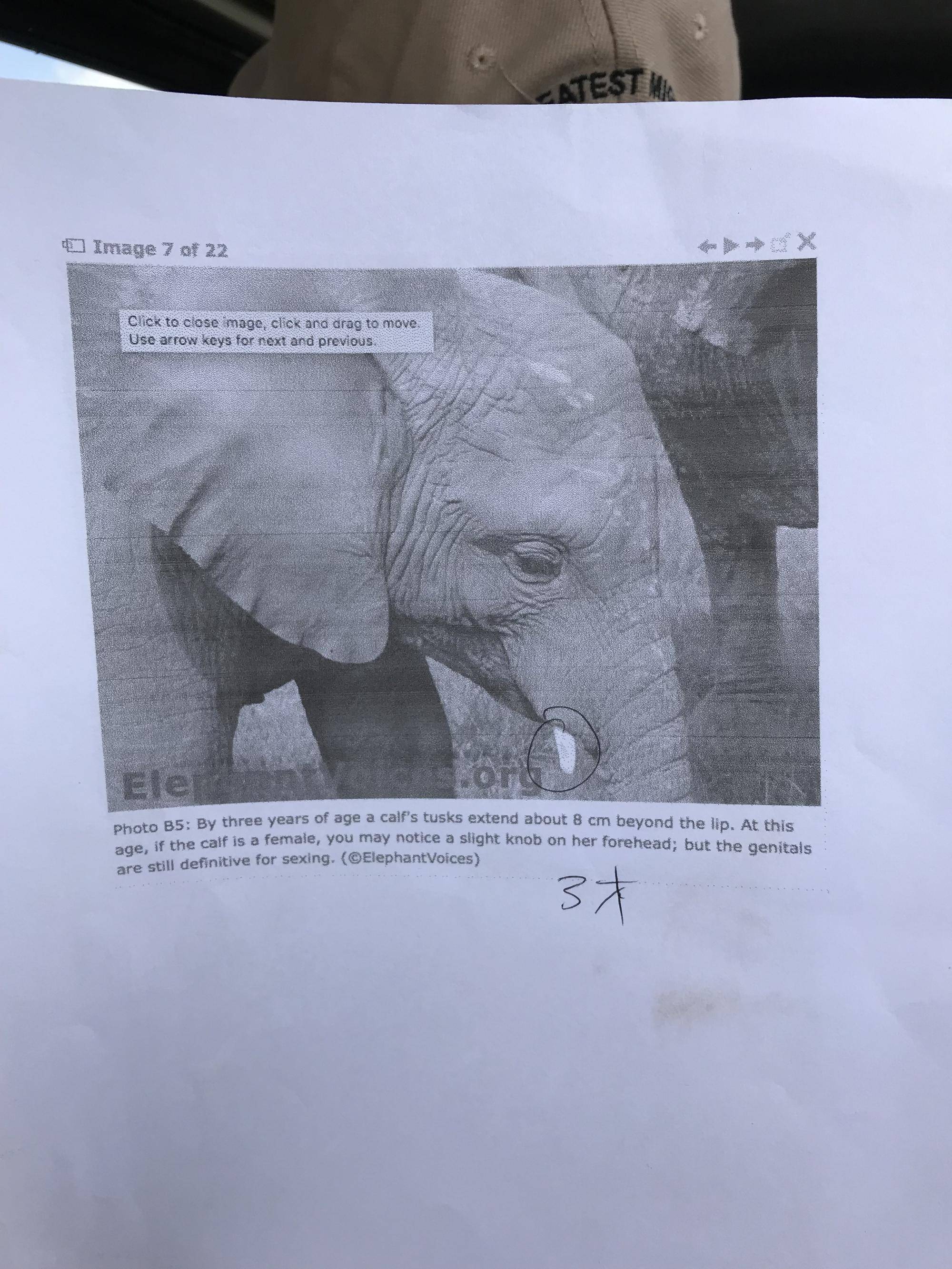 ゾウの個体識別メモ②.jpg