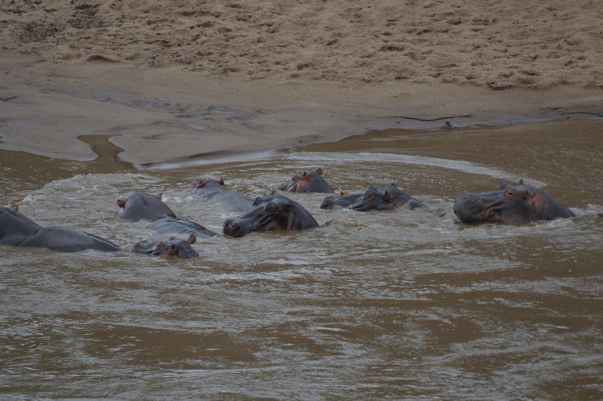 カバの群れ③.jpg