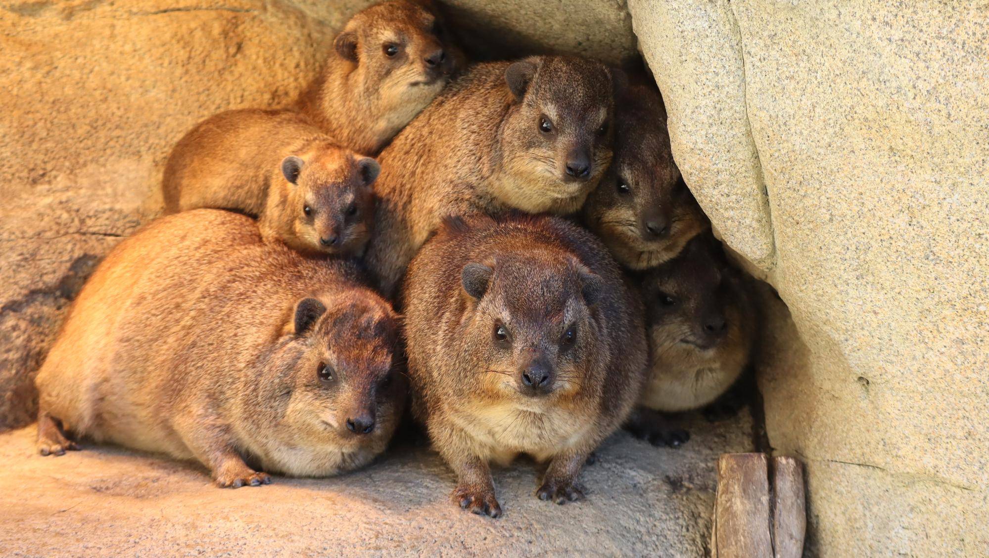 ハイラックスの毛皮敷物 （忘れないでね、ハイラックスのこと