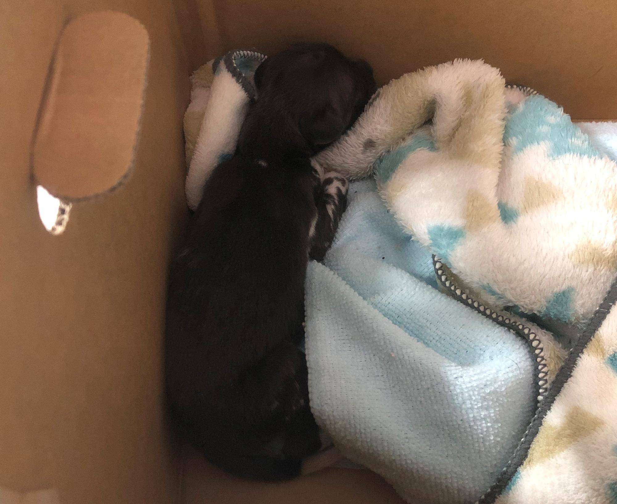 クロ17日 0日齢.jpg