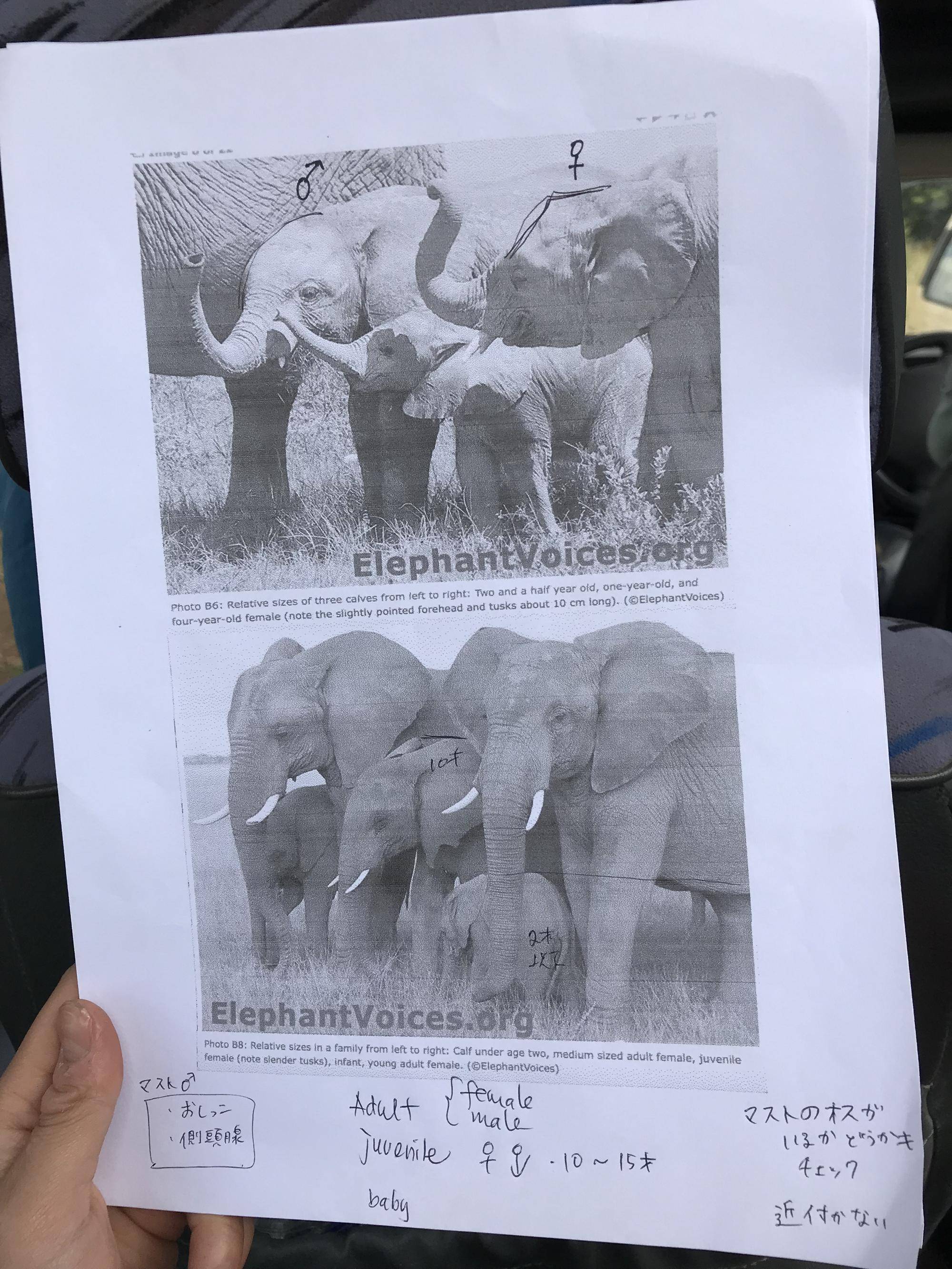 ゾウの個体識別メモ③.jpg