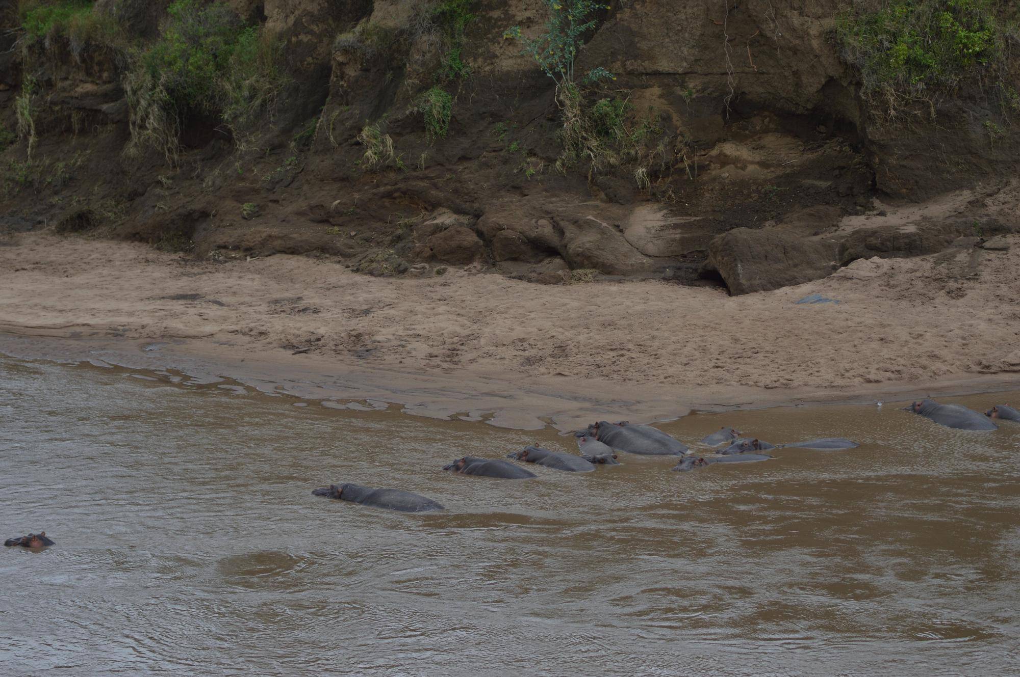 カバの群れ①.jpg