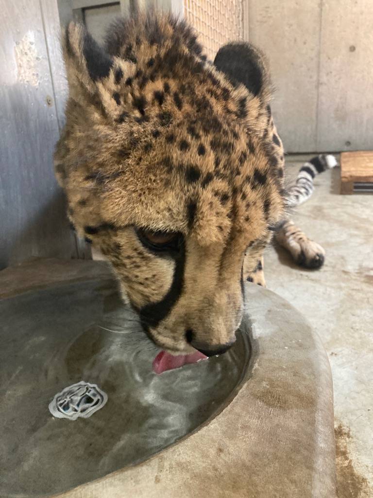 水を飲むチーターのクラリス(メス).jpg