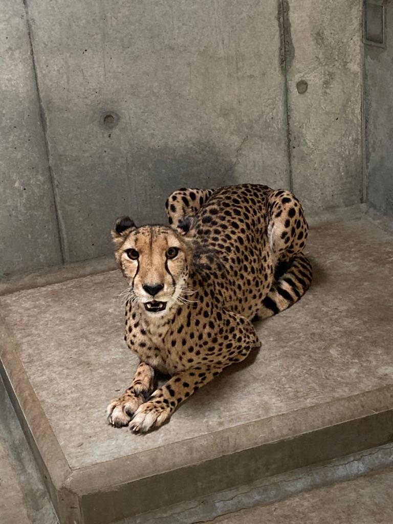 床暖の上に座るチーターのサハラ(メス).jpg