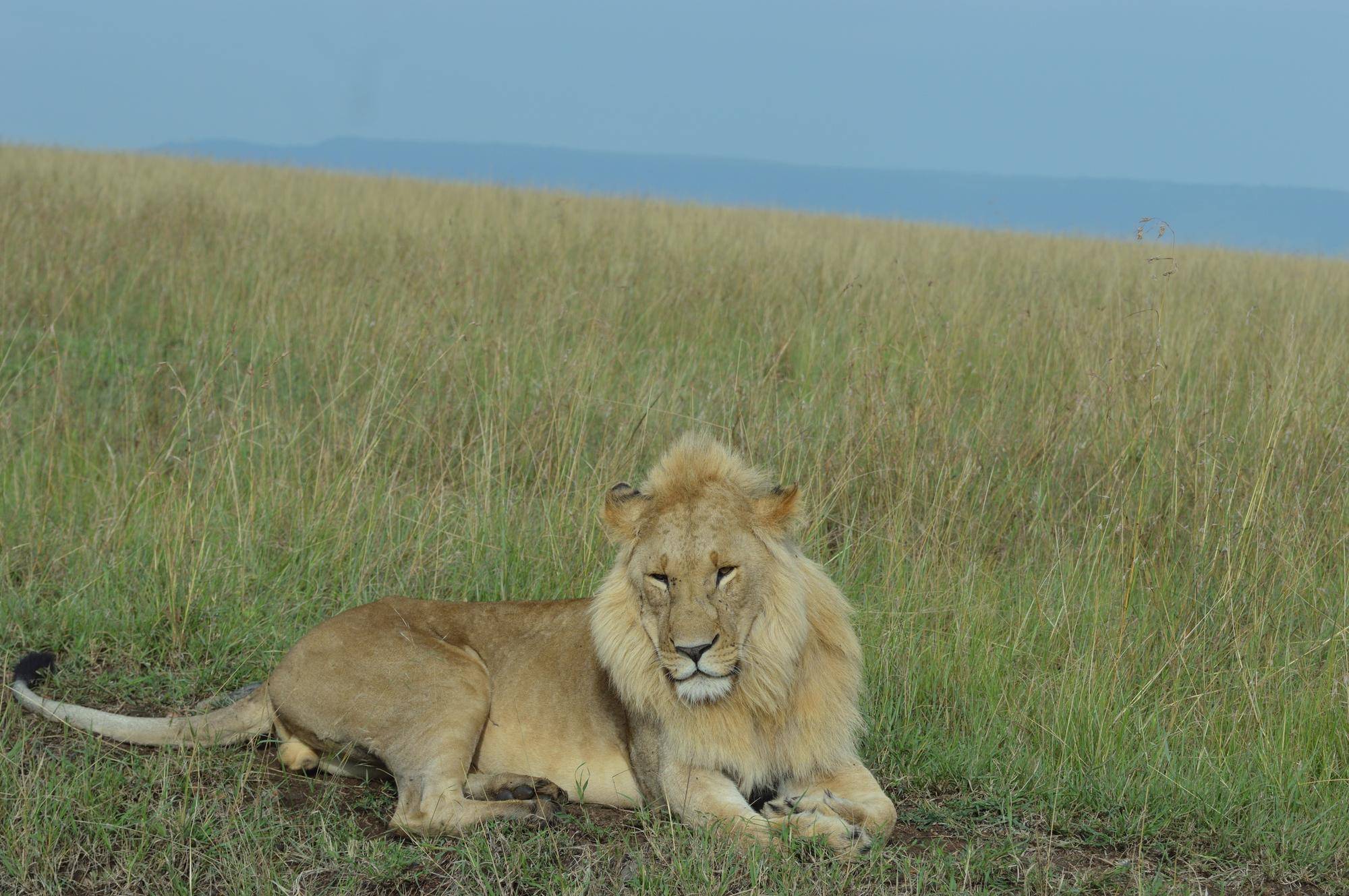 ケニアの景色(ライオン①).jpg