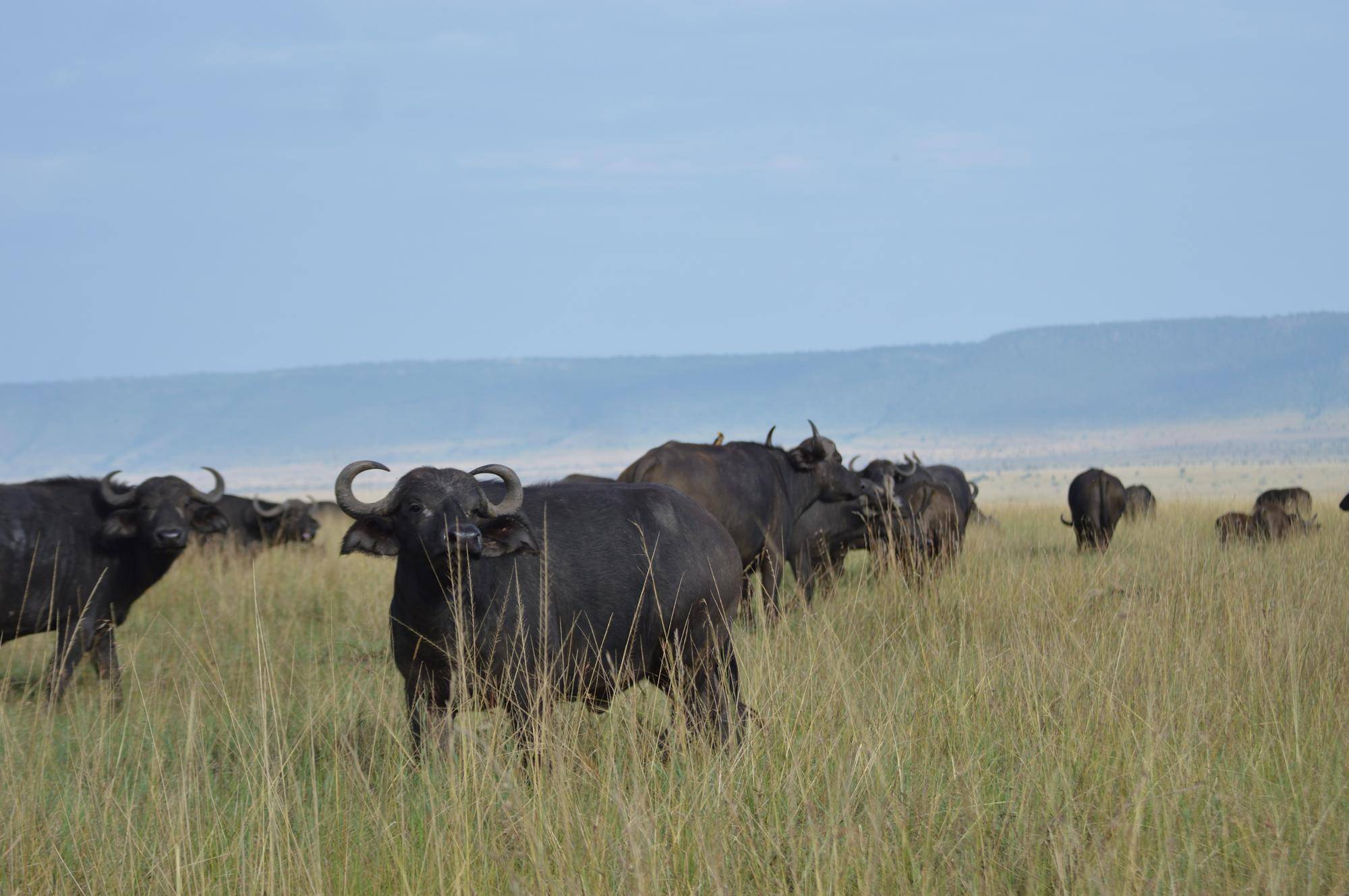 ケニアの景色(バッファロー).jpg
