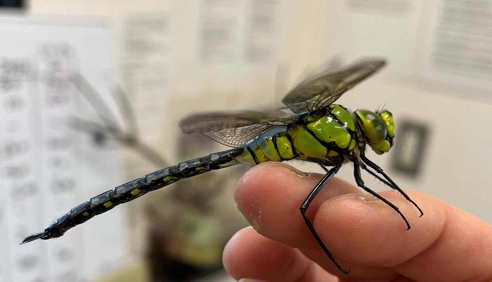 クロスジギンヤンマ (2).jpg