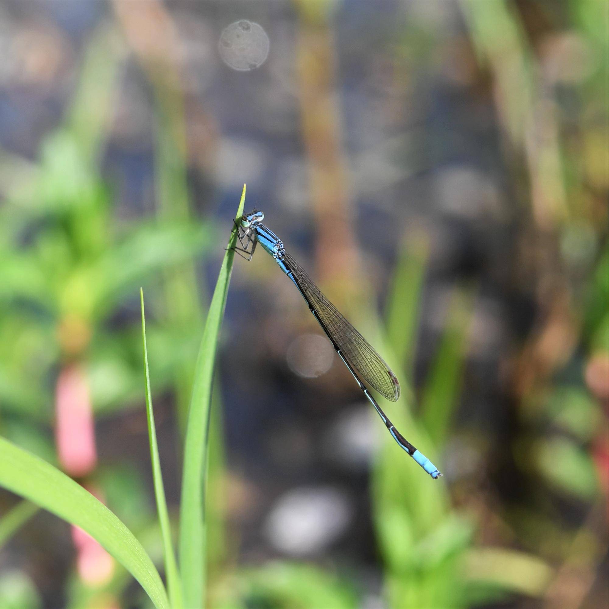 20220420ホソミイトトンボ.jpg