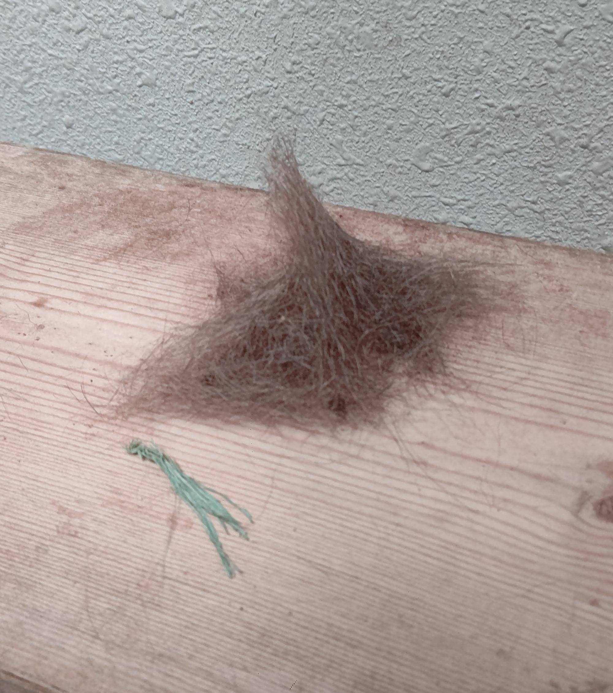 トロロの毛玉 (2).jpg