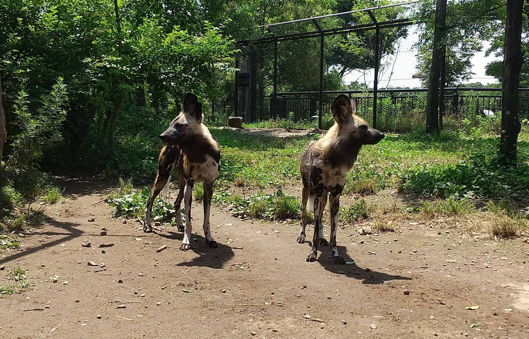 サボ安らかに3 左サボ右ジュリ.jpg