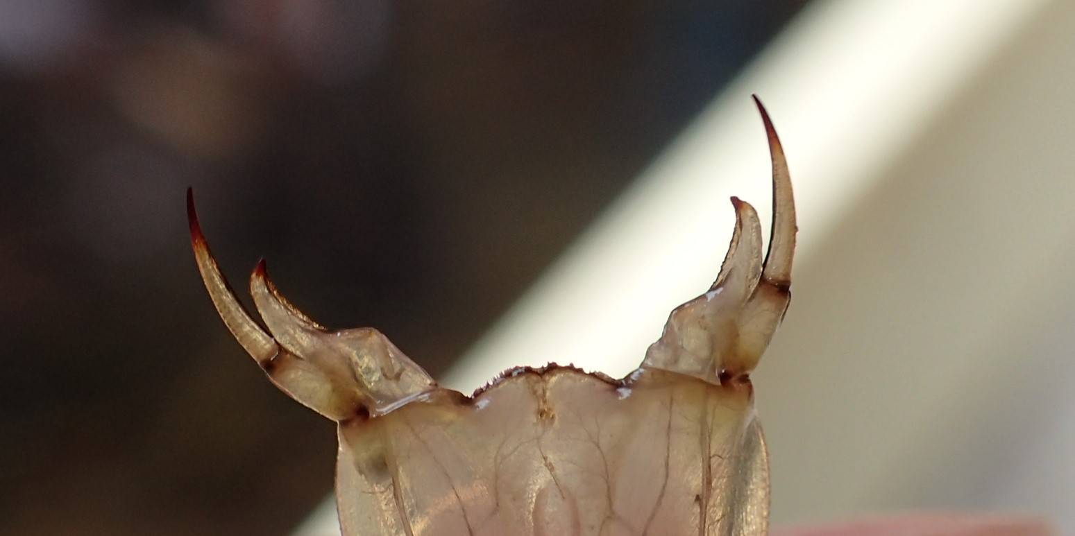 クロスジギンヤンマ? (3).jpg