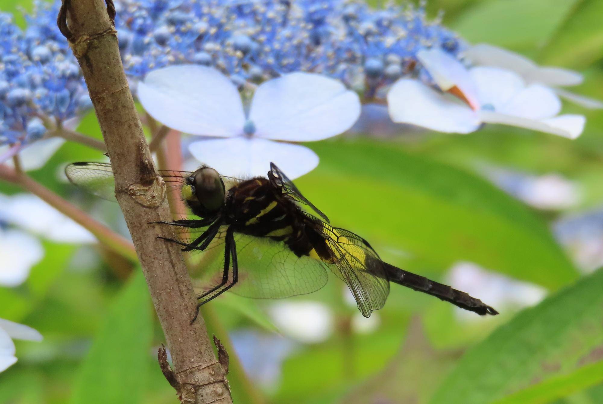 オオシオカラトンボ未成熟.jpg