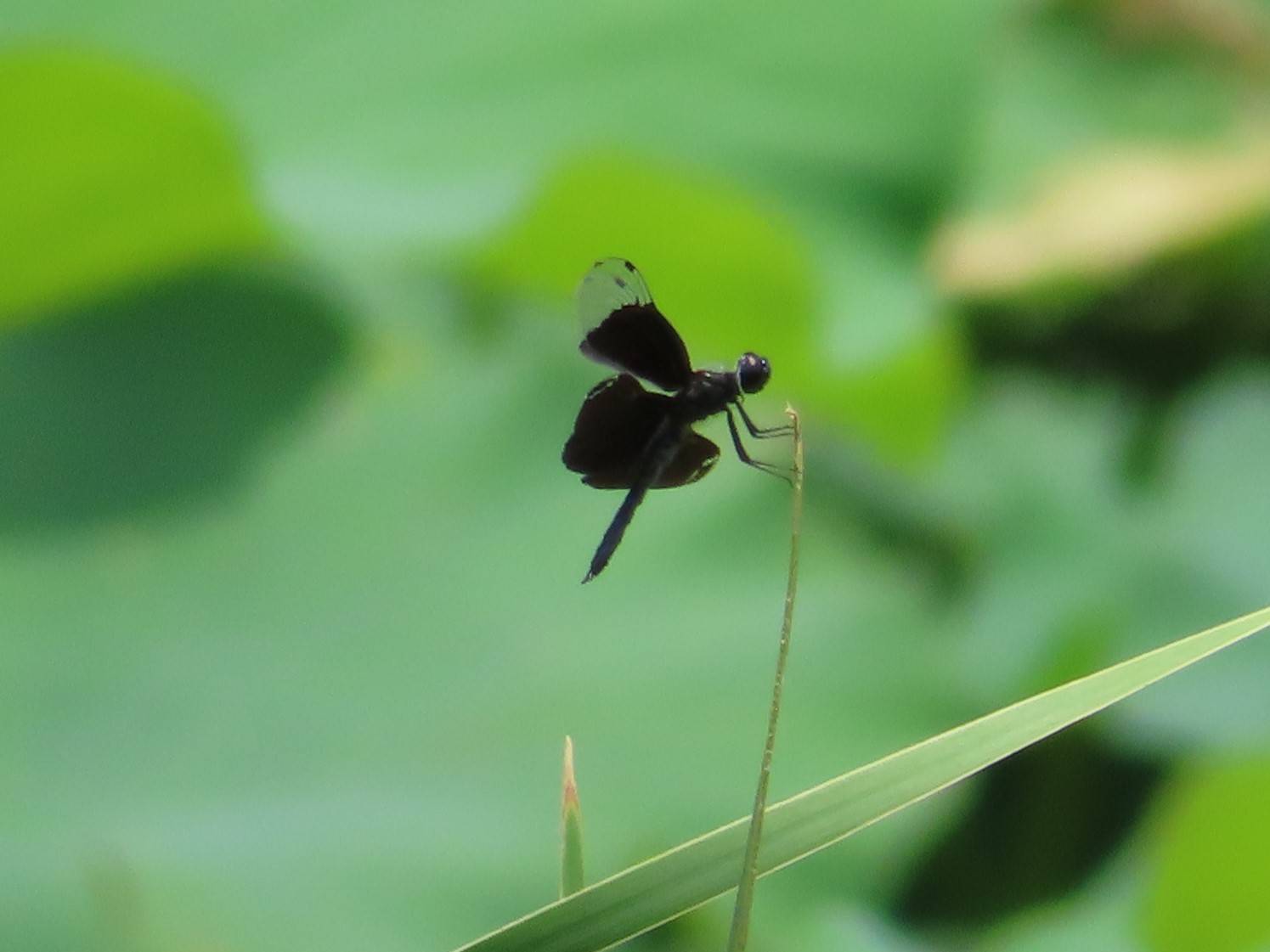 20230720ころころ池、チョウトンボ1.jpg