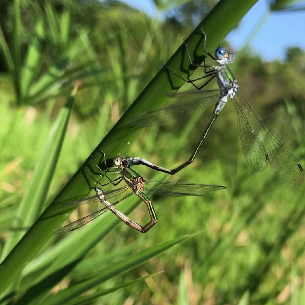 アオイト産卵 - .jpg