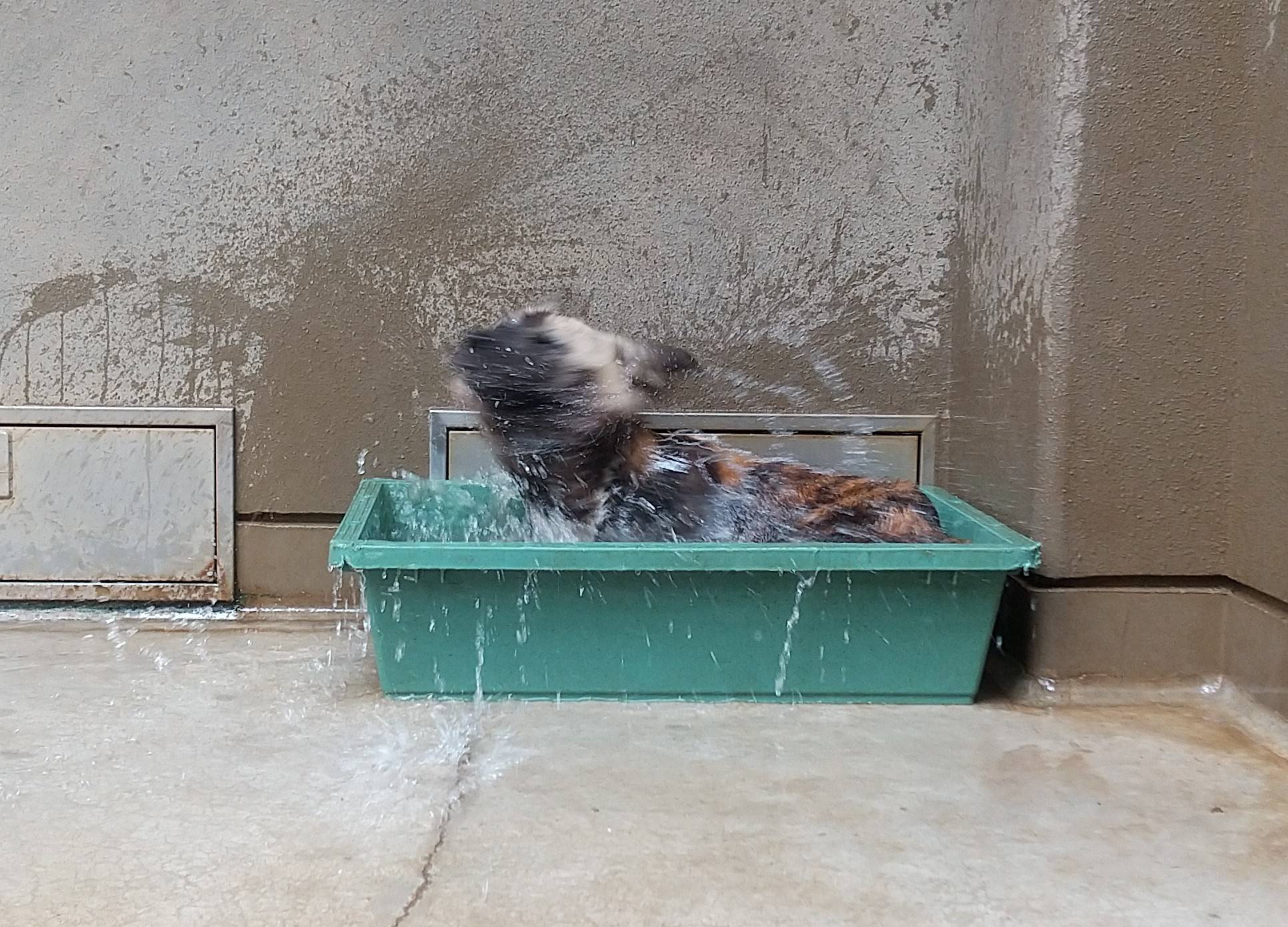 舟に漬かってぶるぶる トミートシ.jpg