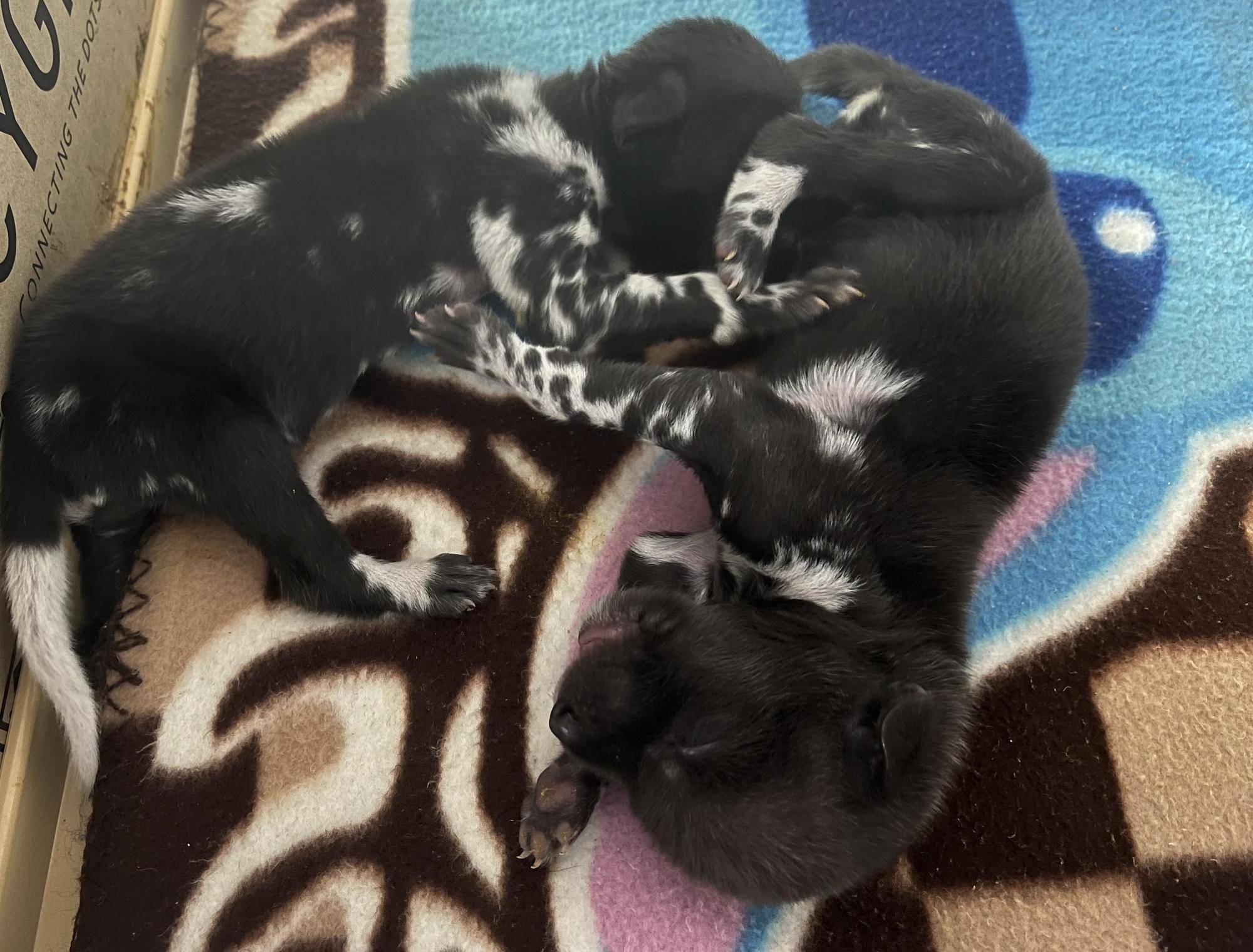 IMG_E6888 20221224保育器内の2頭.jpg