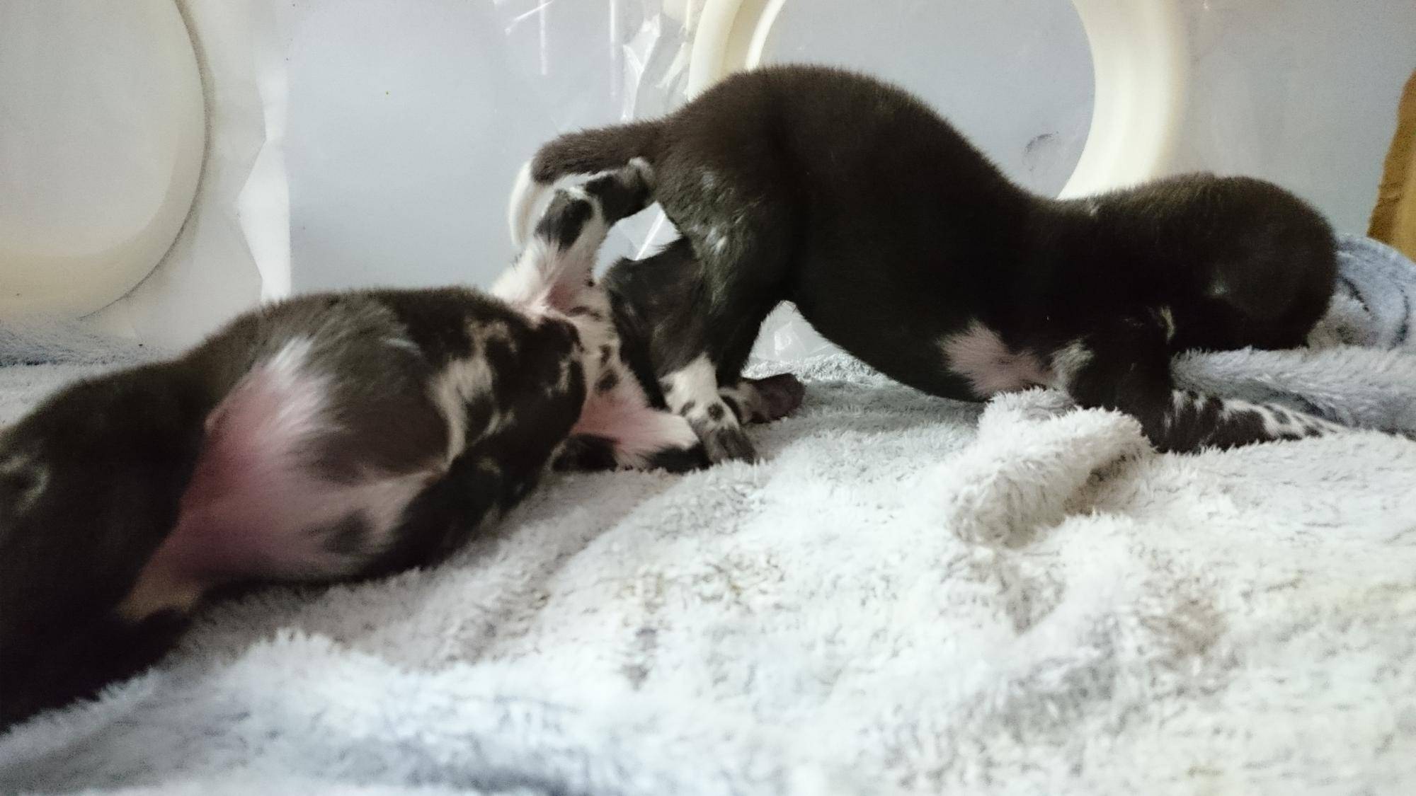 DSC_0040 20221225 吸うシロ.jpg