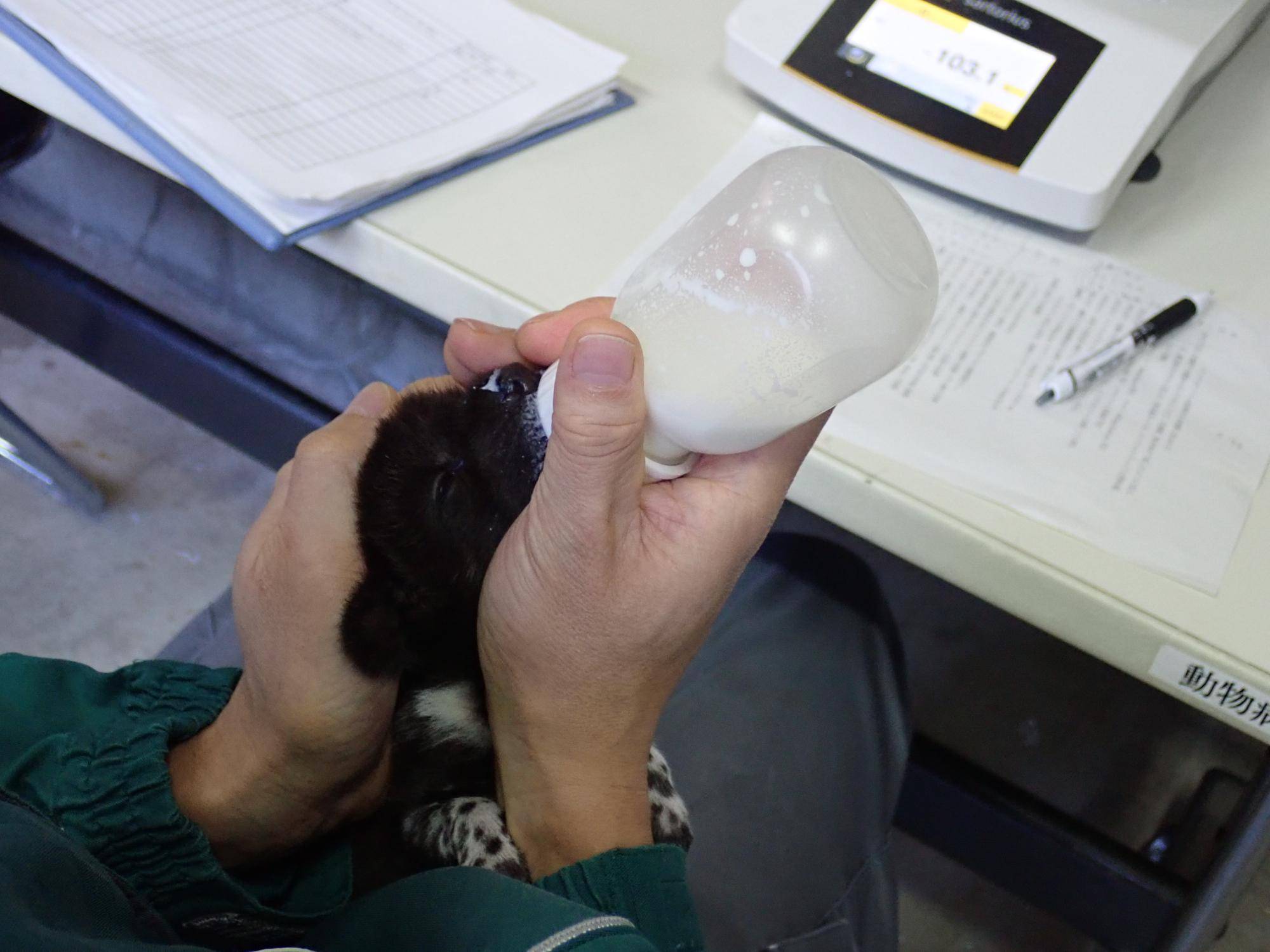 黒 (2)1月4日 哺乳順調.jpg