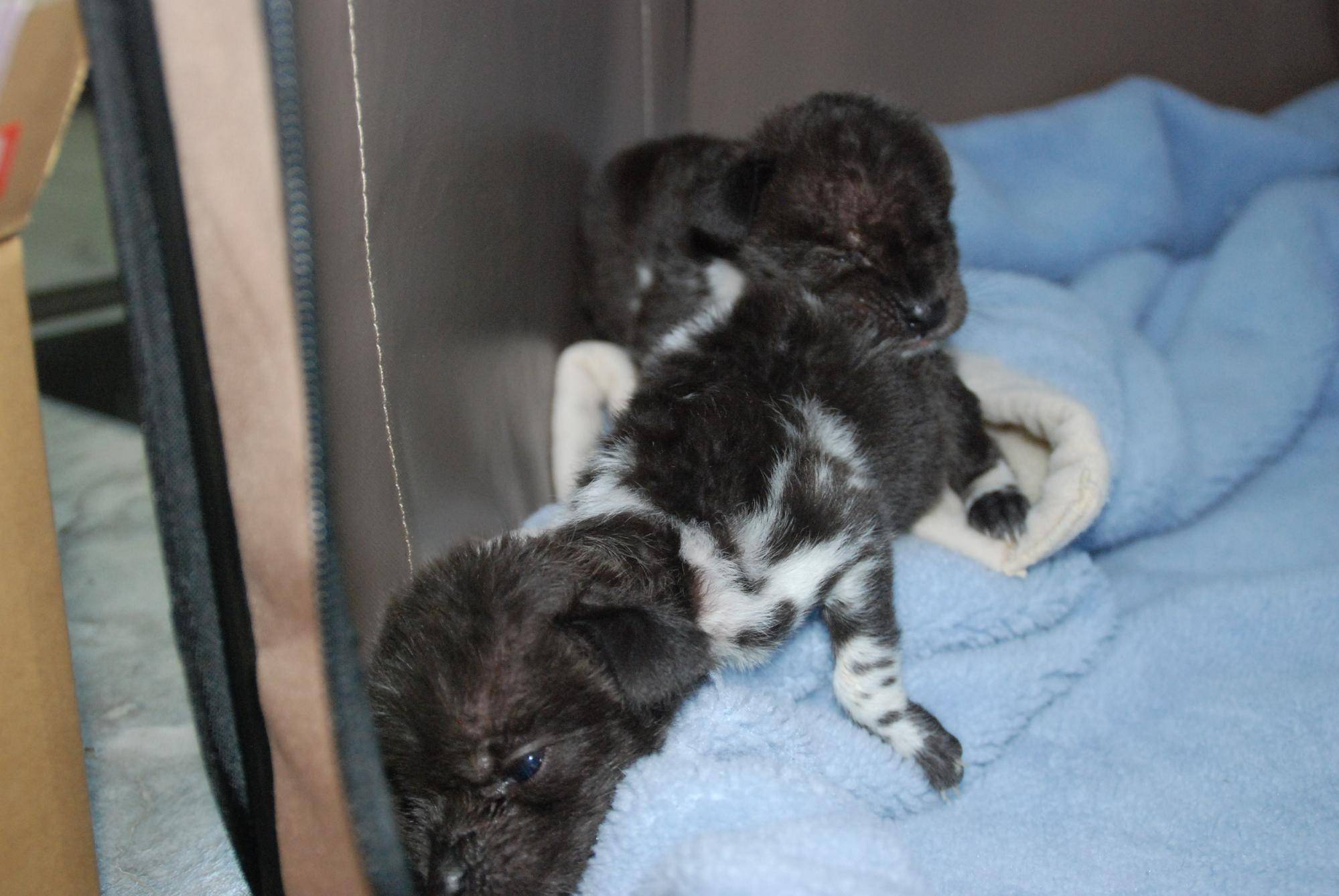 1月3日 目が開き始める.jpg