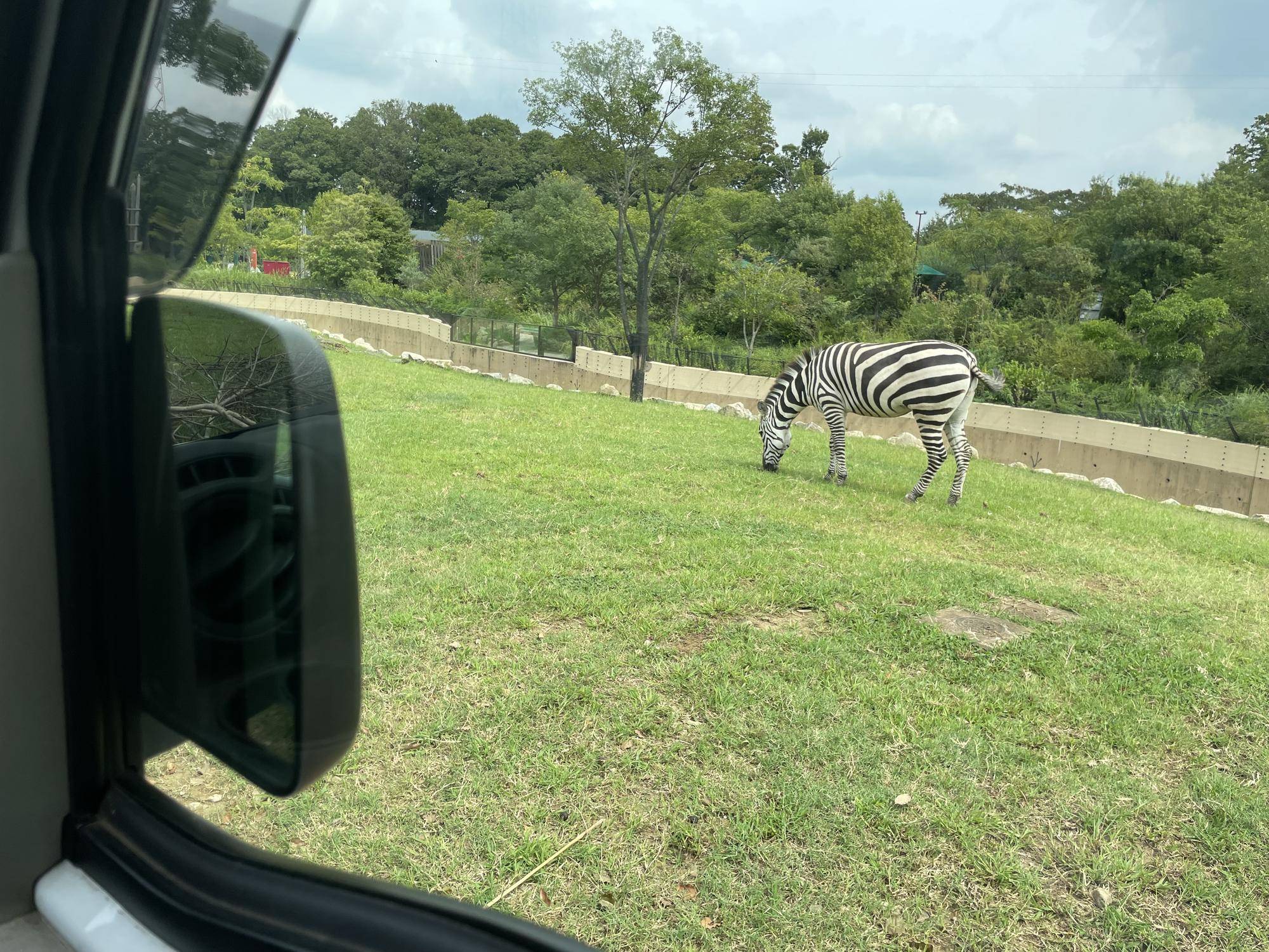 右の窓にシマウマ.jpeg