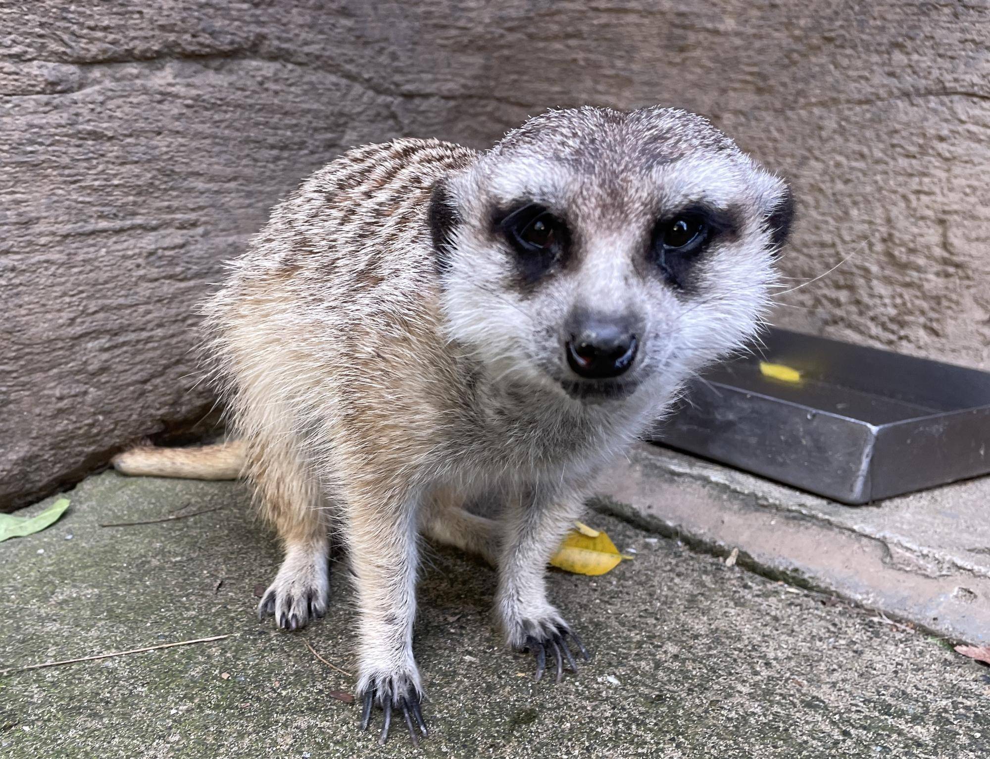 ミーアキャットさん、身体測定中 : こらくふぁーむ