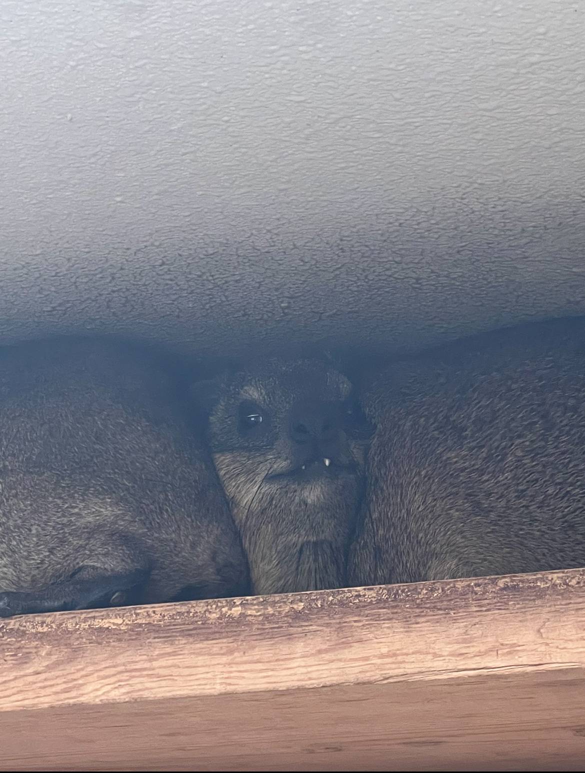 もちの誕生日５